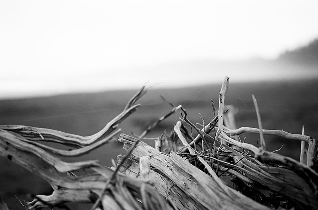 My friend @selenagoodwin is making me really miss Shi Shi with her posts lately. Here&rsquo;s one I took back in 2009 when @jimichaz took me out there for the first time. Morning fog with some driftwood foreground.
_
#film #35mm #canonae1 #macro #sti