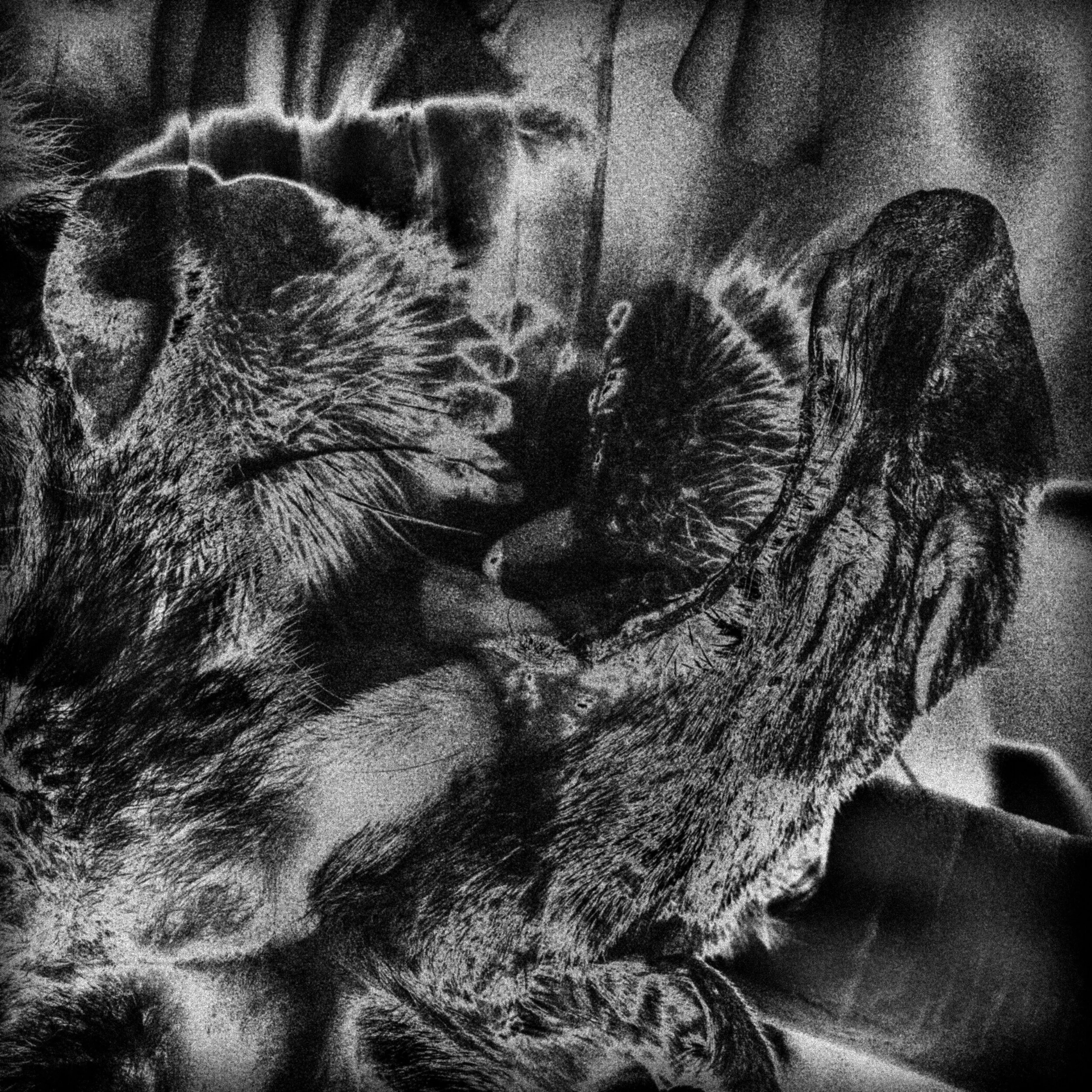 Dogbite - S/T
