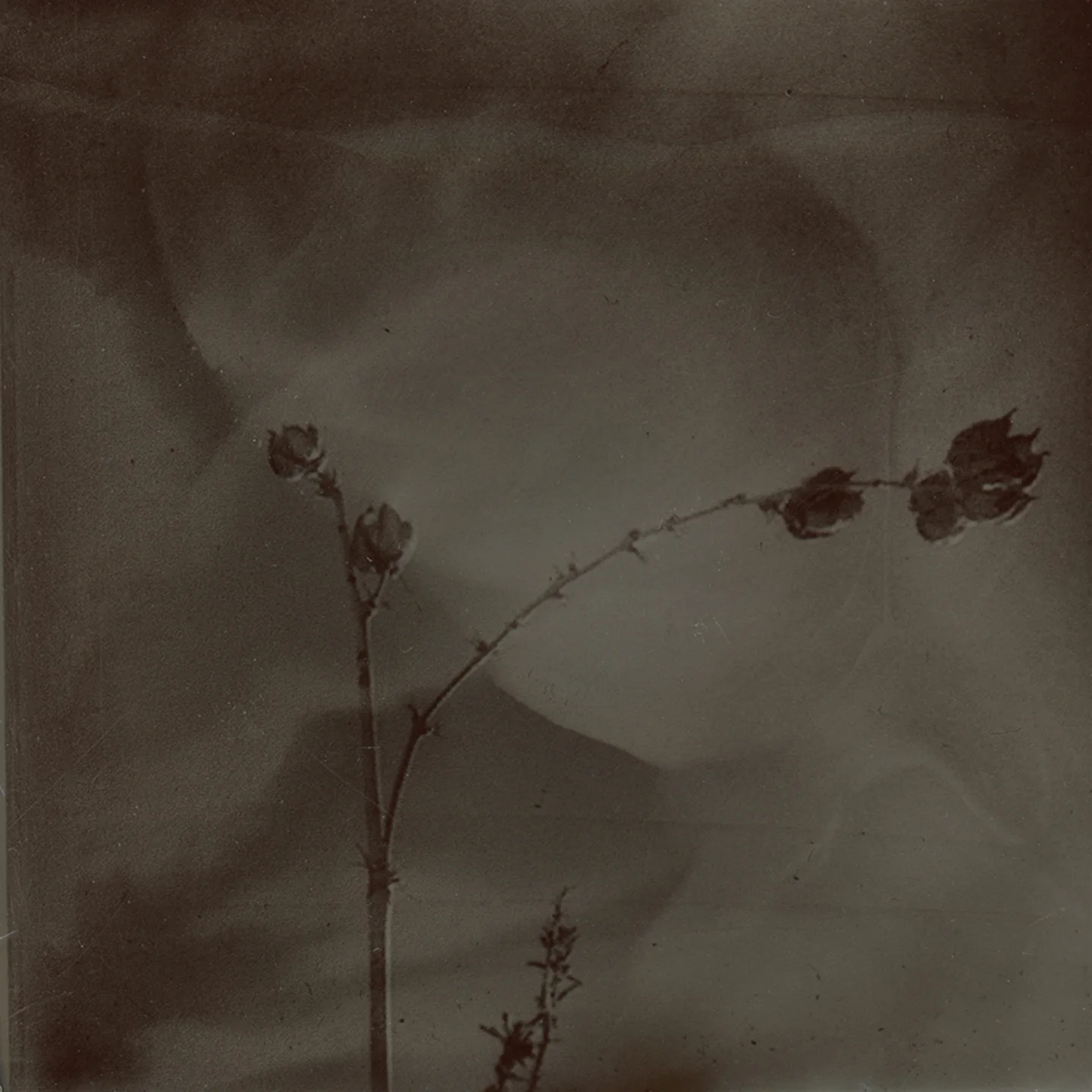 desert flower.jpg