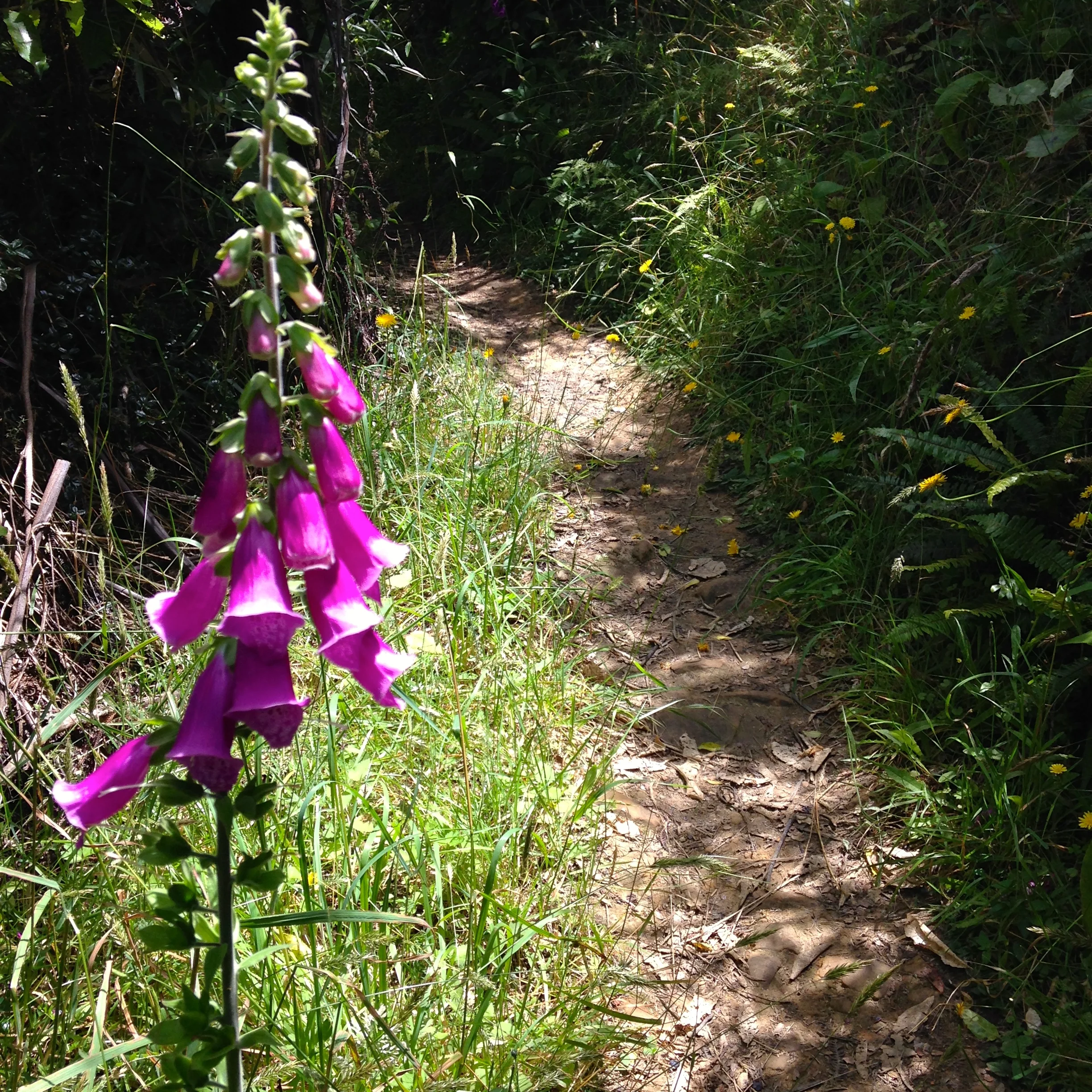 Otari | Skyline Bush Hike