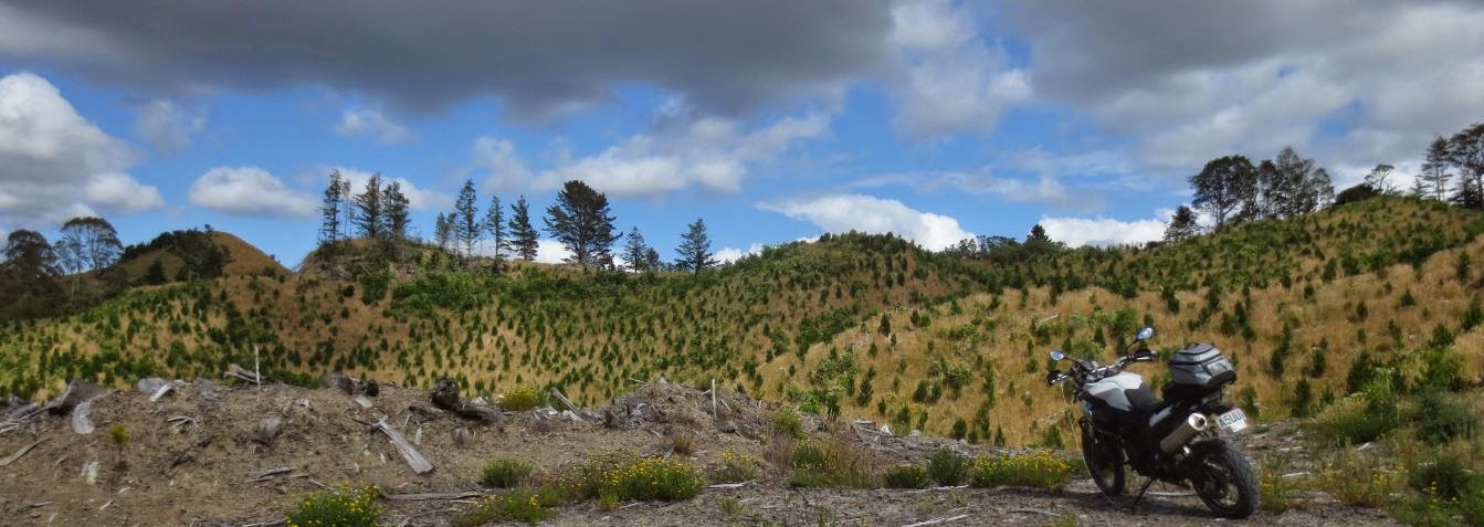 among the new plantings, Ngaumu Forest, Stronvar.JPG