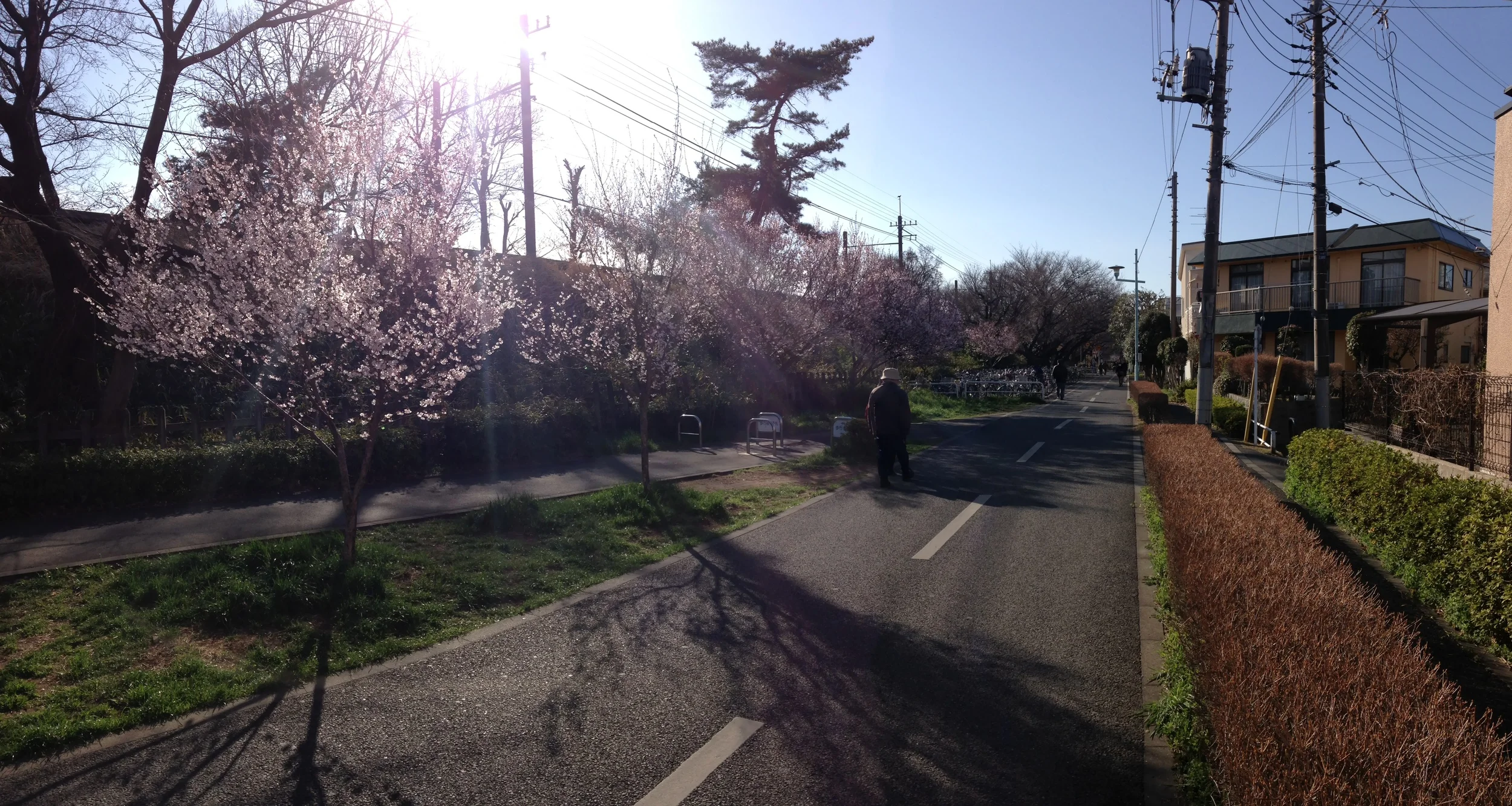 Sakura! 桜!