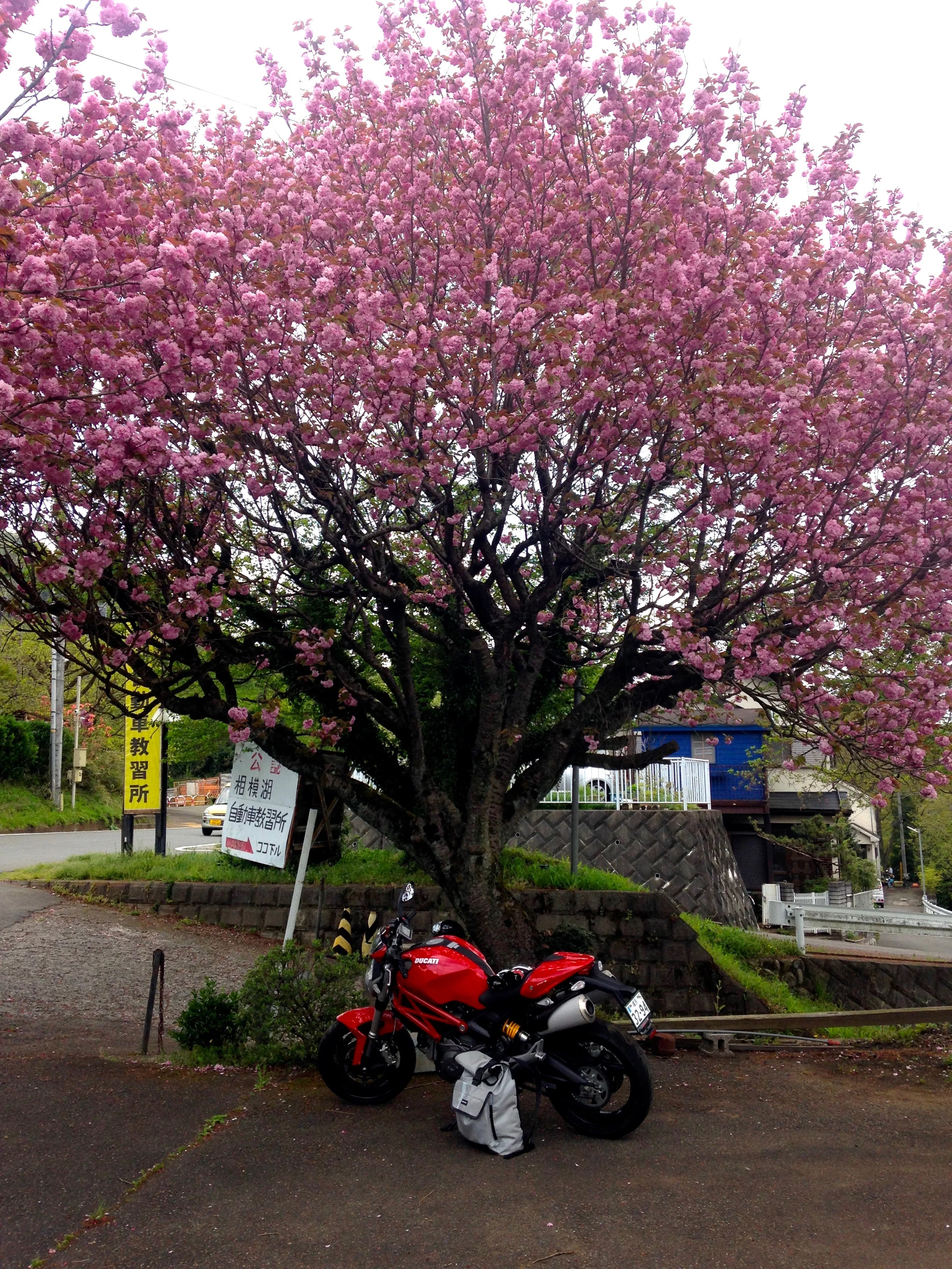 Cherry Blossom Season Japan