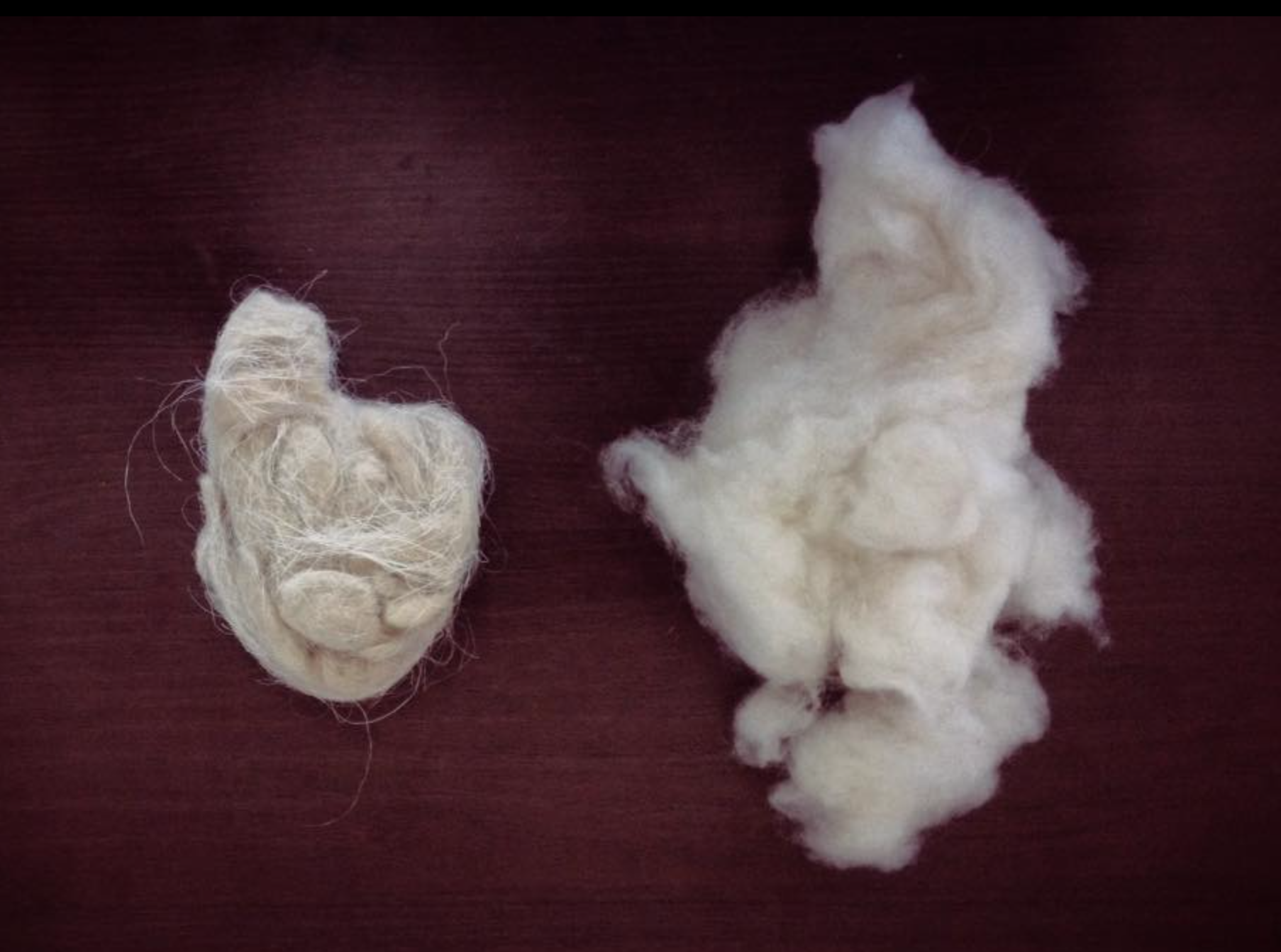 Raw (left) and de-haired (right) Cashmere Pashmina wool