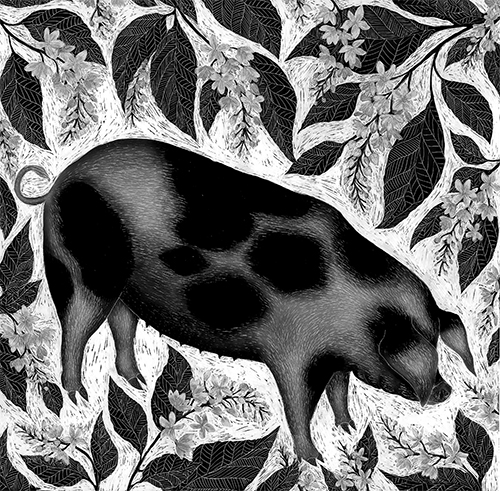 Old Spots Pig scraperboard