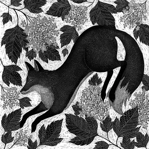 Fox and Guelder Rose scraperboard