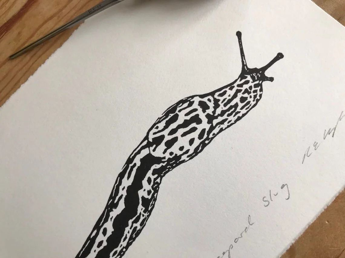 leopard slug2.jpg