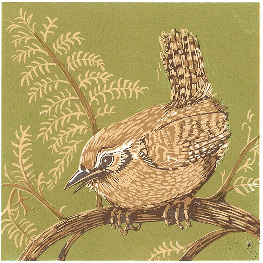 Wren by Paula Boyd-Barrett