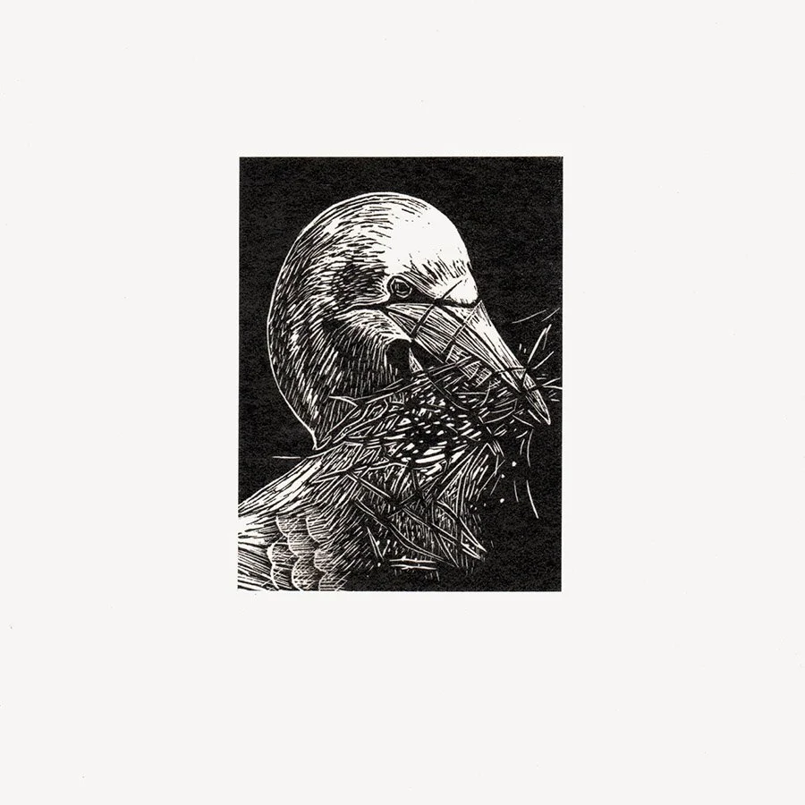 gannet-crop-2 copy.jpg