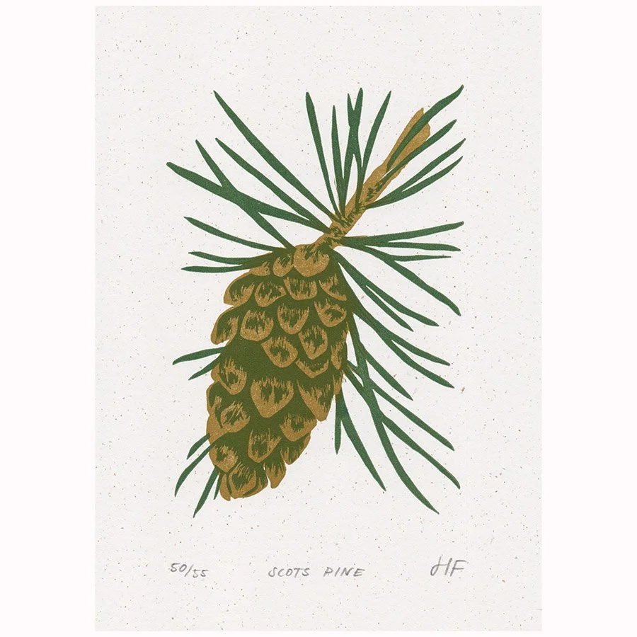 Scots Pine copy.jpg