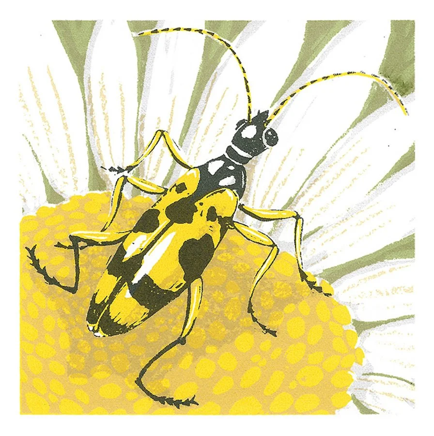 Spotted Longhorn by Paula Boyd-Barrett
