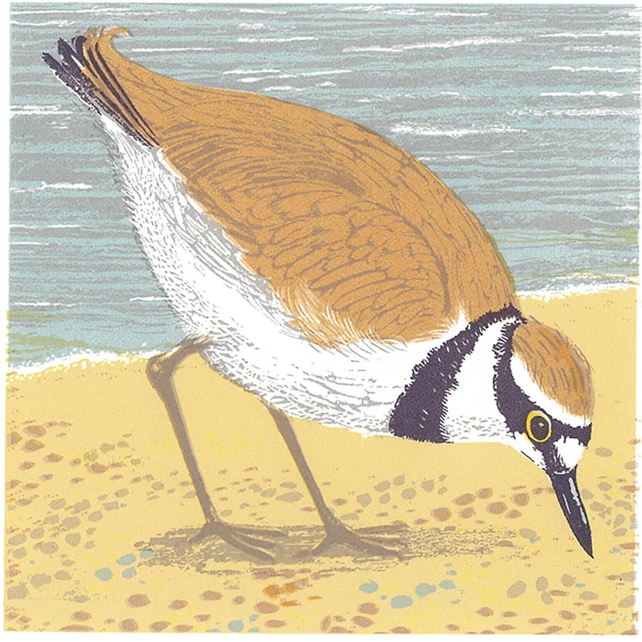 Little Beachcomber by Paula Boyd-Barrett