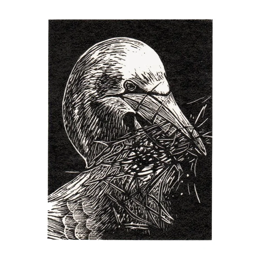 Gannet by Fiona Hamilton