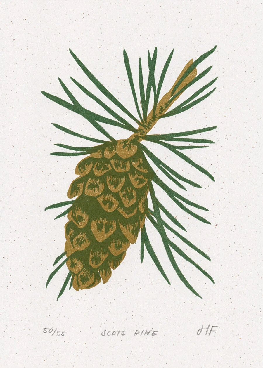 Scots Pine copy 2.jpg