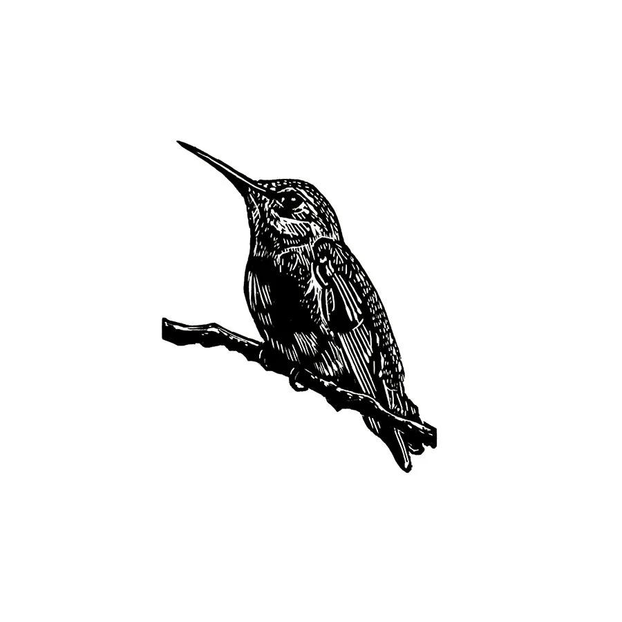 wood anna hummingbird crop_web.jpg