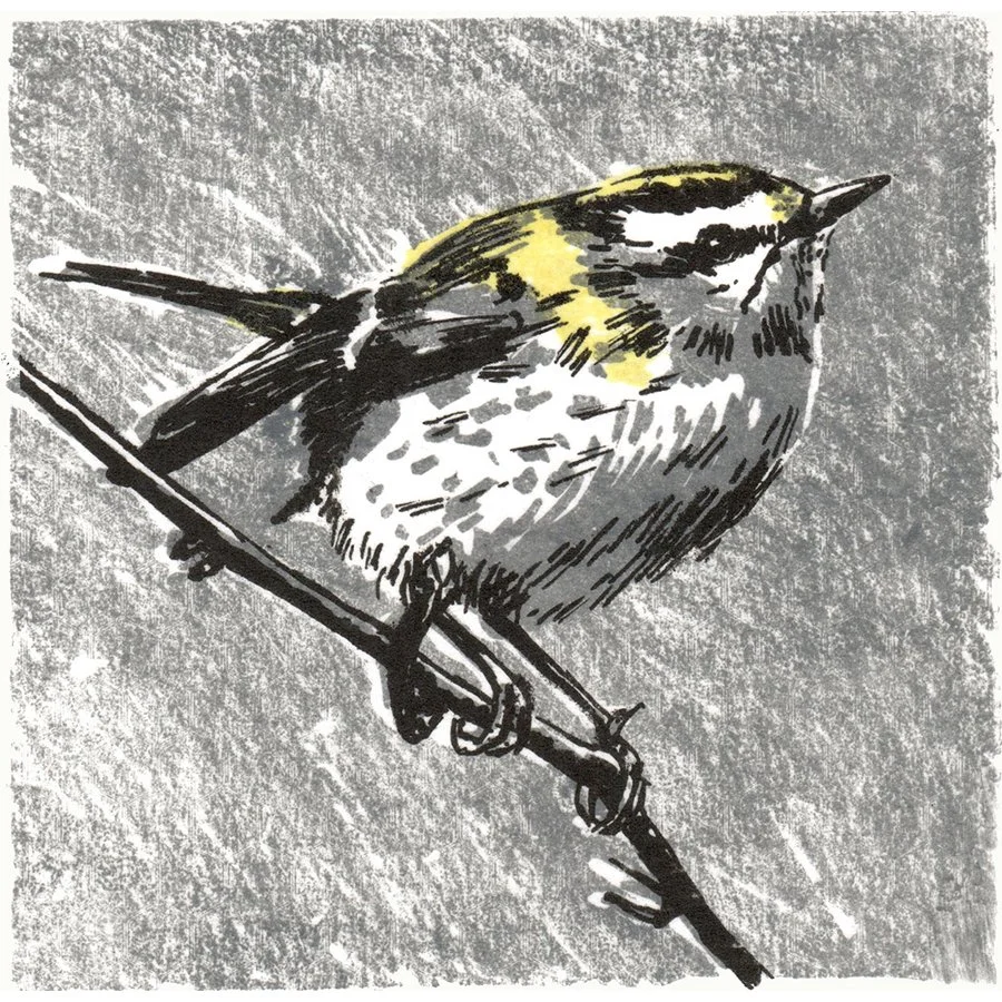 fiona-hamilton-firecrest-lithograph_web_edit.jpg