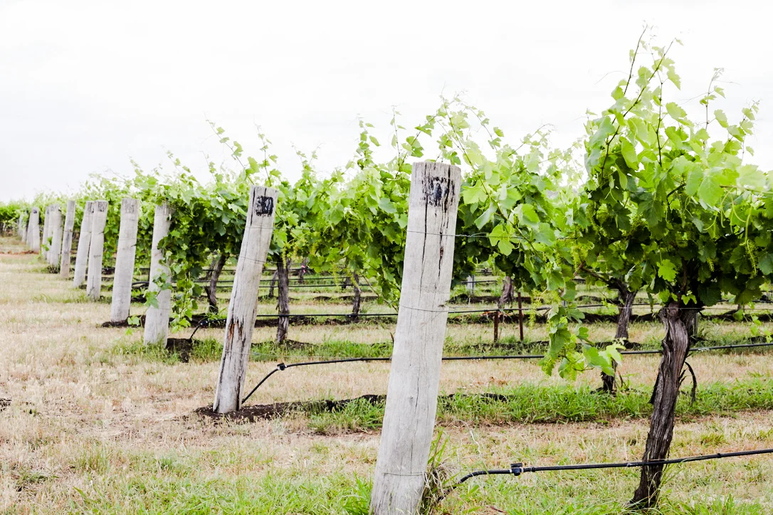 Vineyard22Nov (1 of 1)-15.jpg