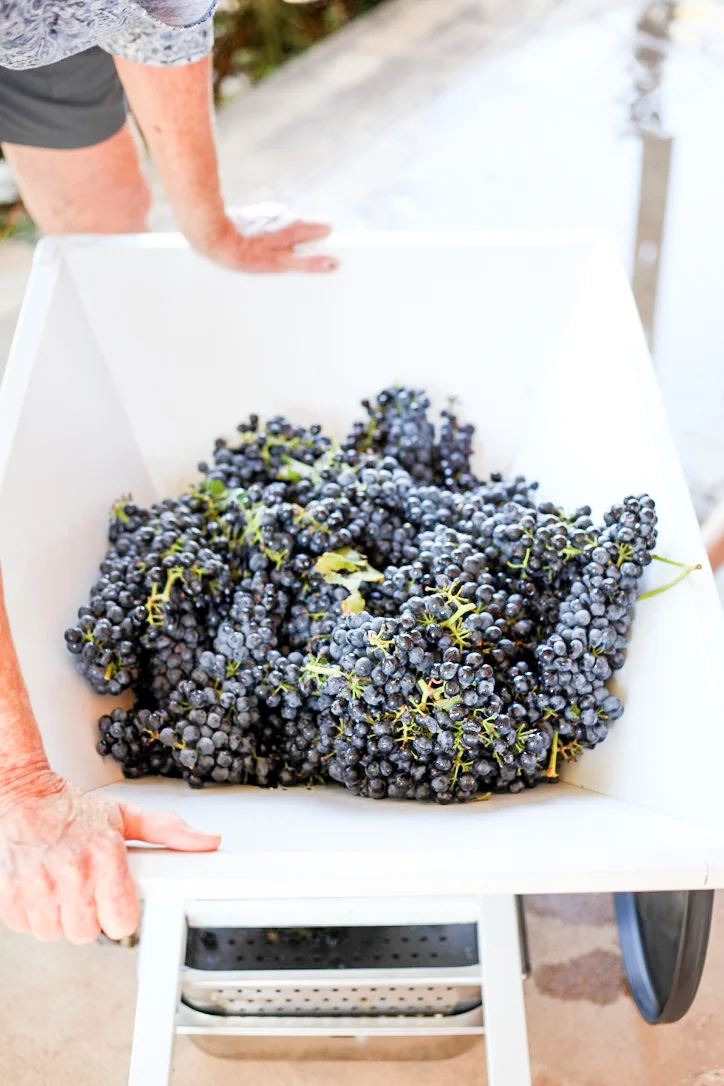 Harvest2019 (1 of 1)-16.jpg