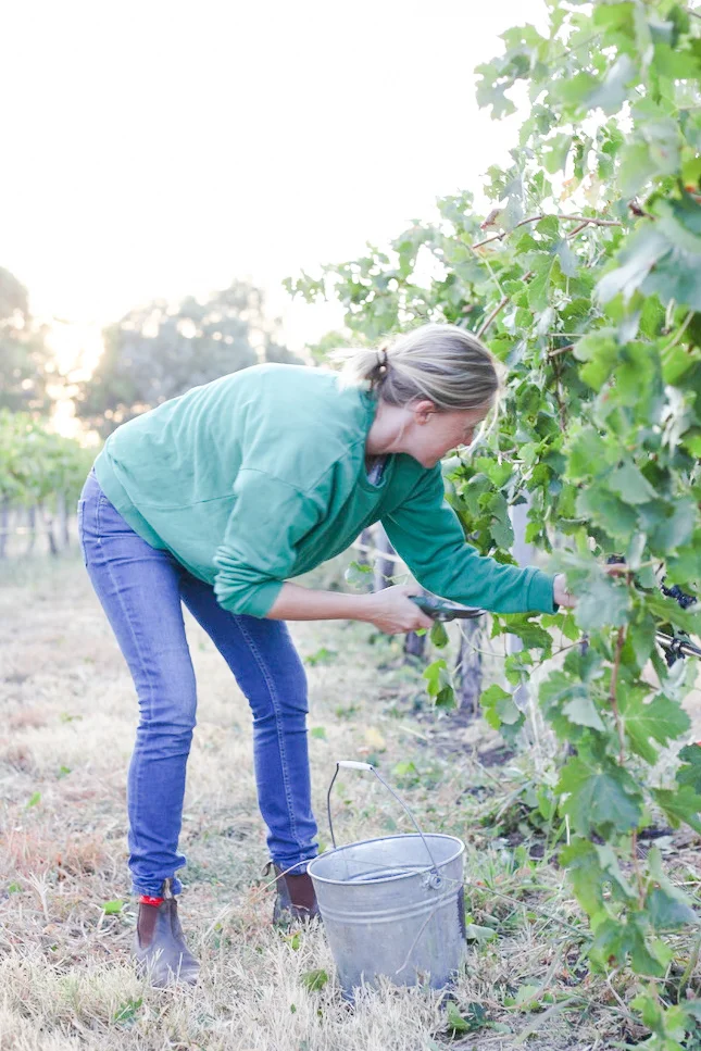 Harvest2019 (1 of 3)-2.jpg