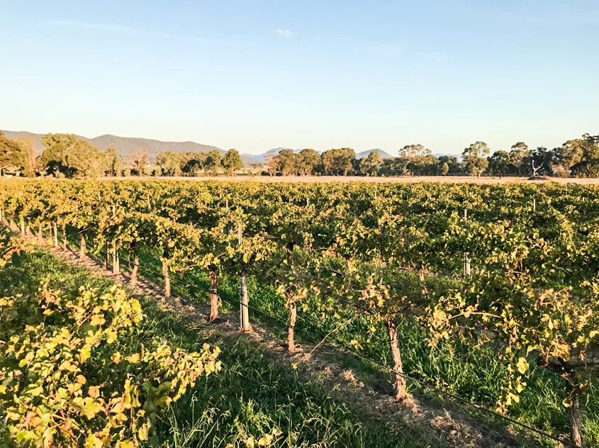 Vineyard2019.jpg