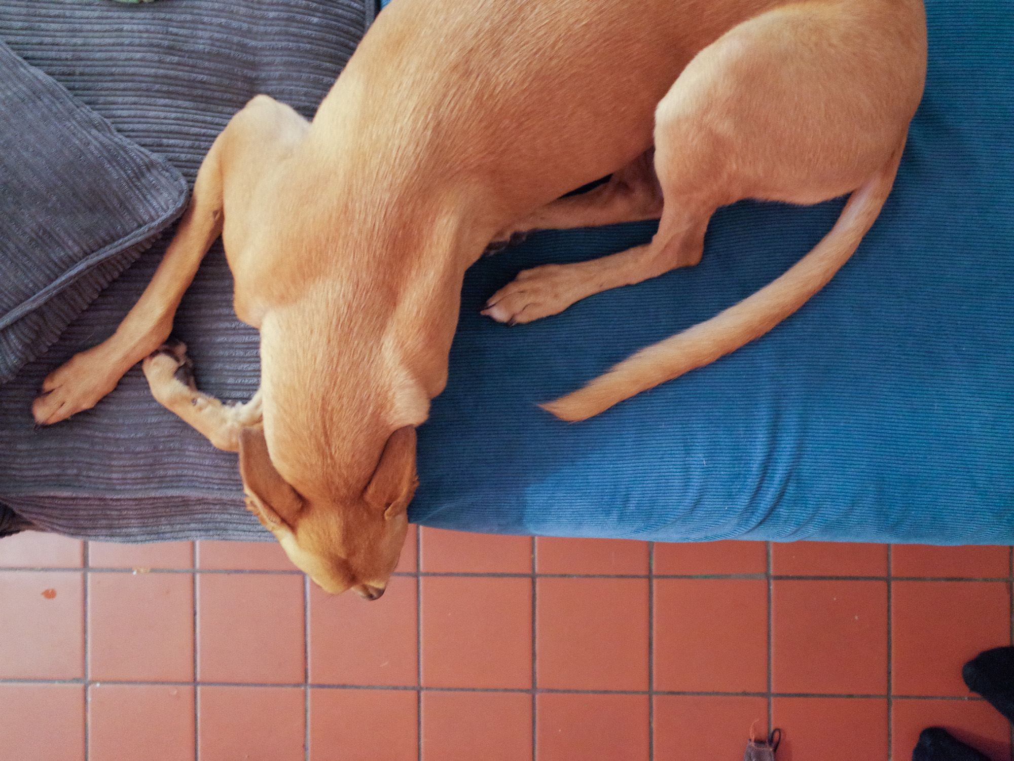 Tomboy takes a nap from the chaos.