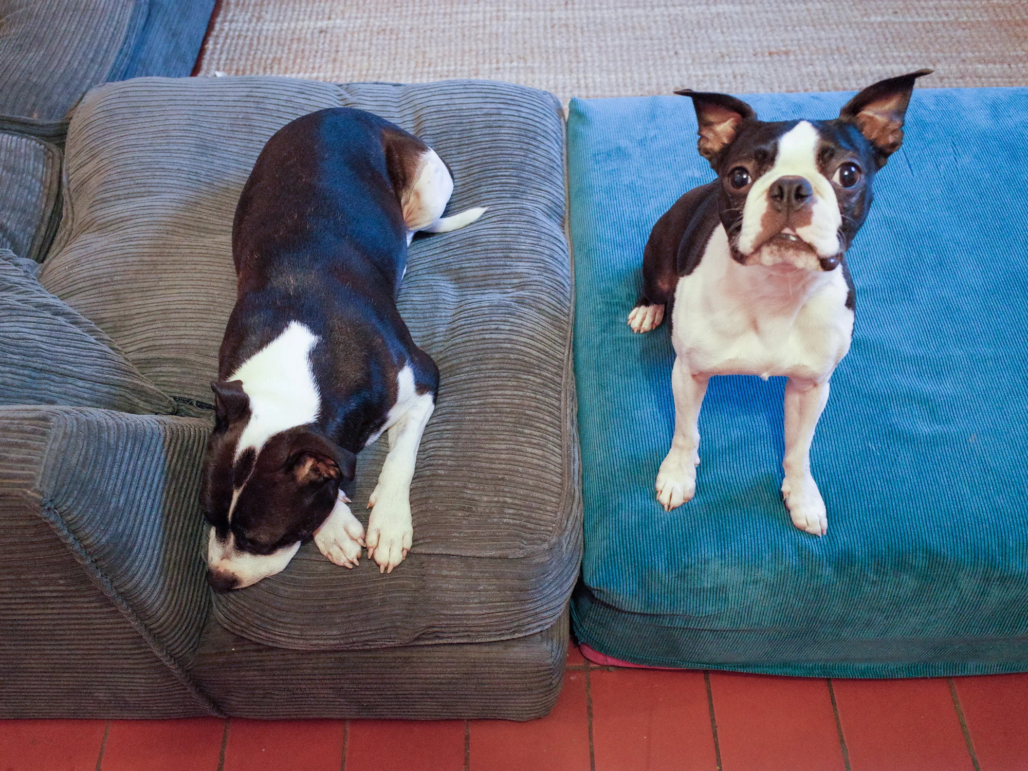 Lola and Nev.