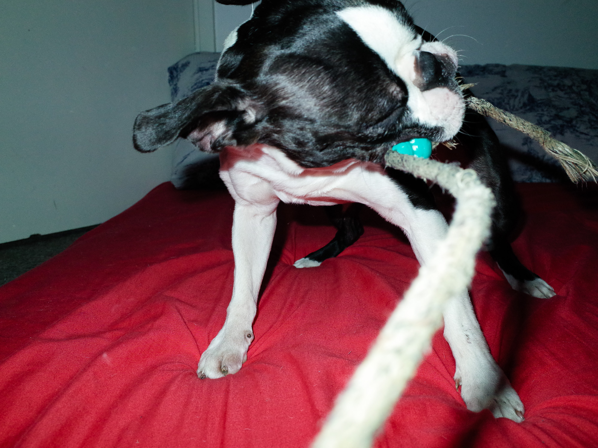 Nev loves to play.