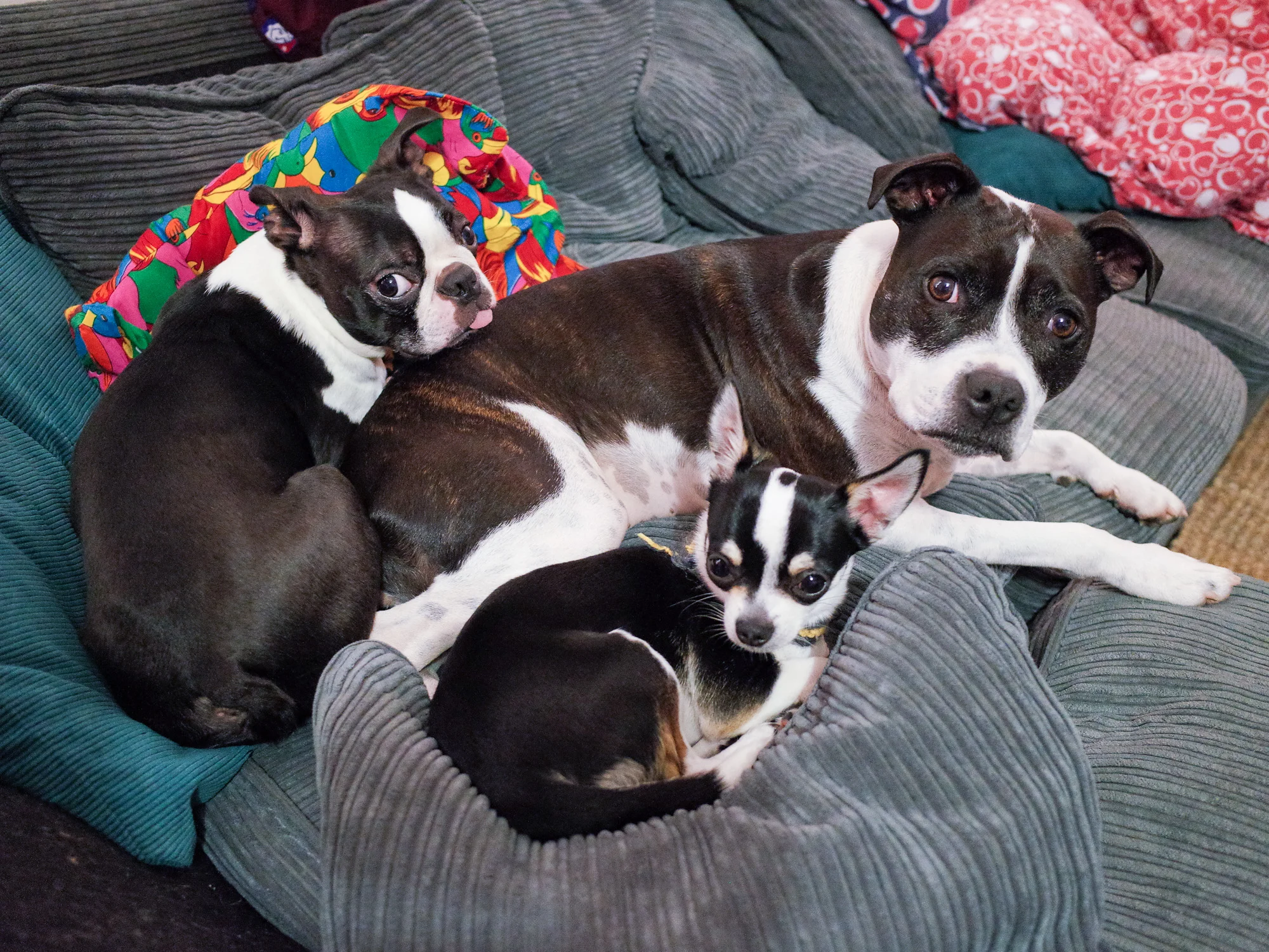 Nev, Lola and Dexter.