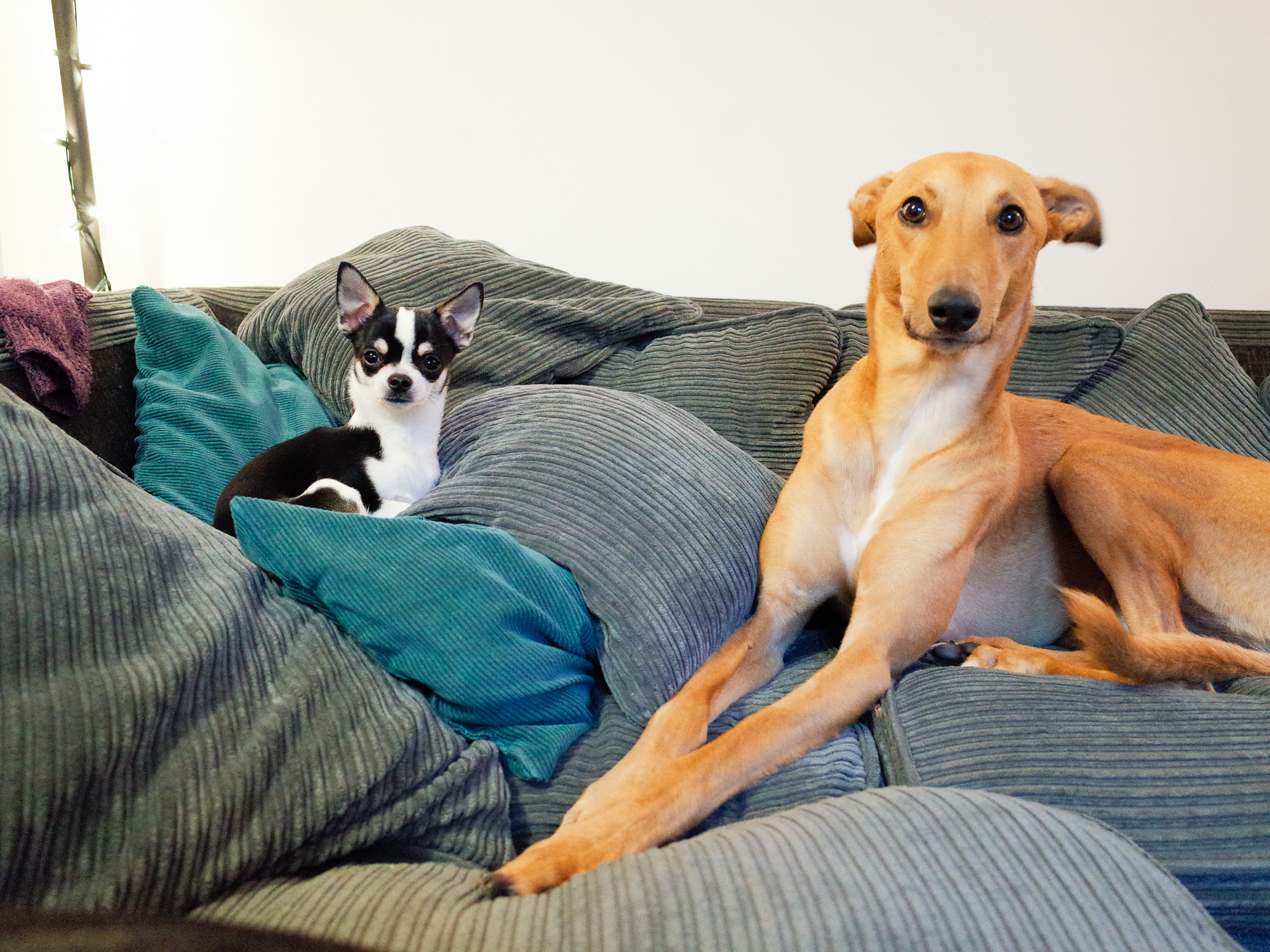 Dexter and Tomboy.