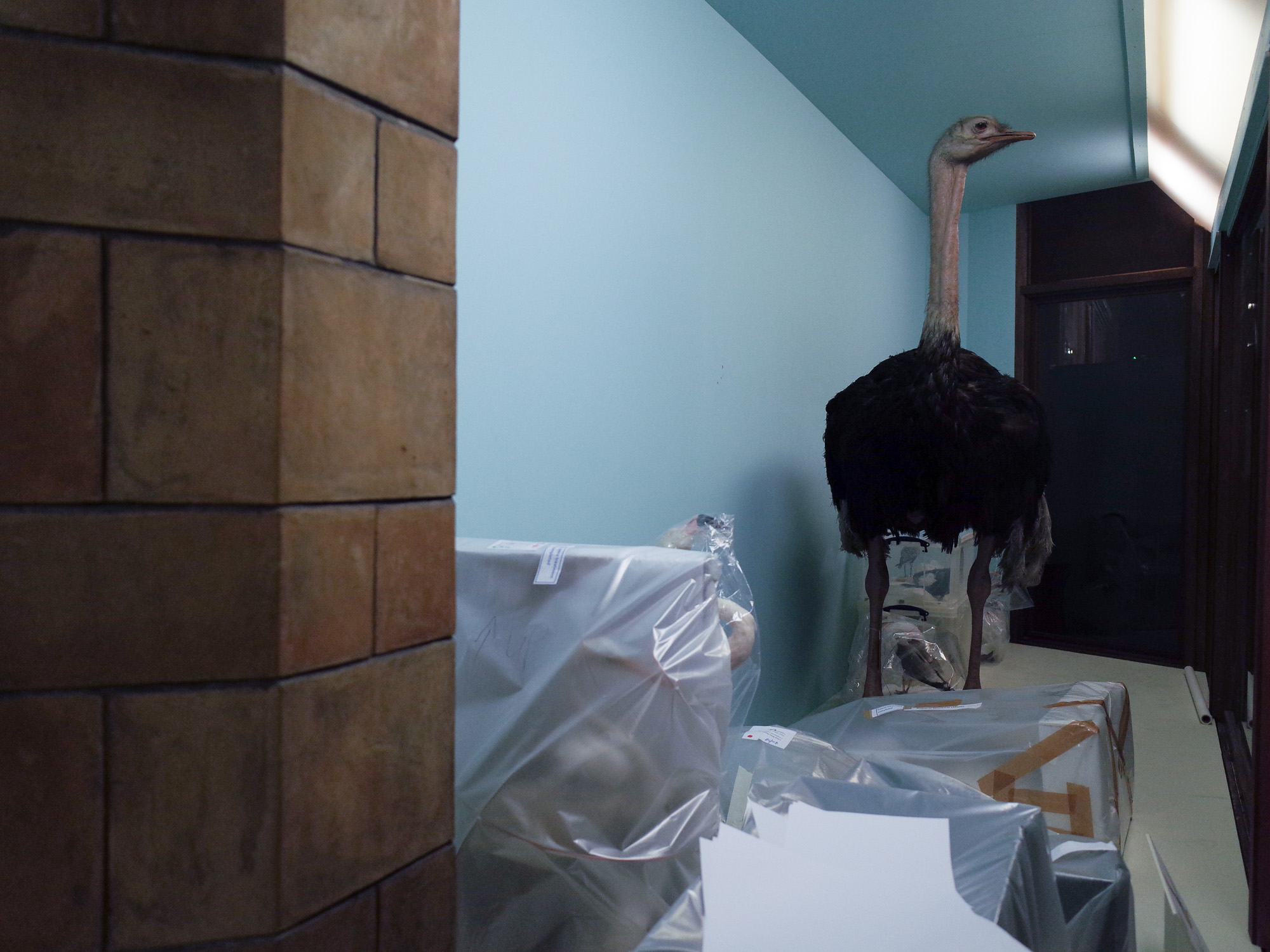 A taxidermy ostrich waiting, along with other birds in a display case to be curated.
