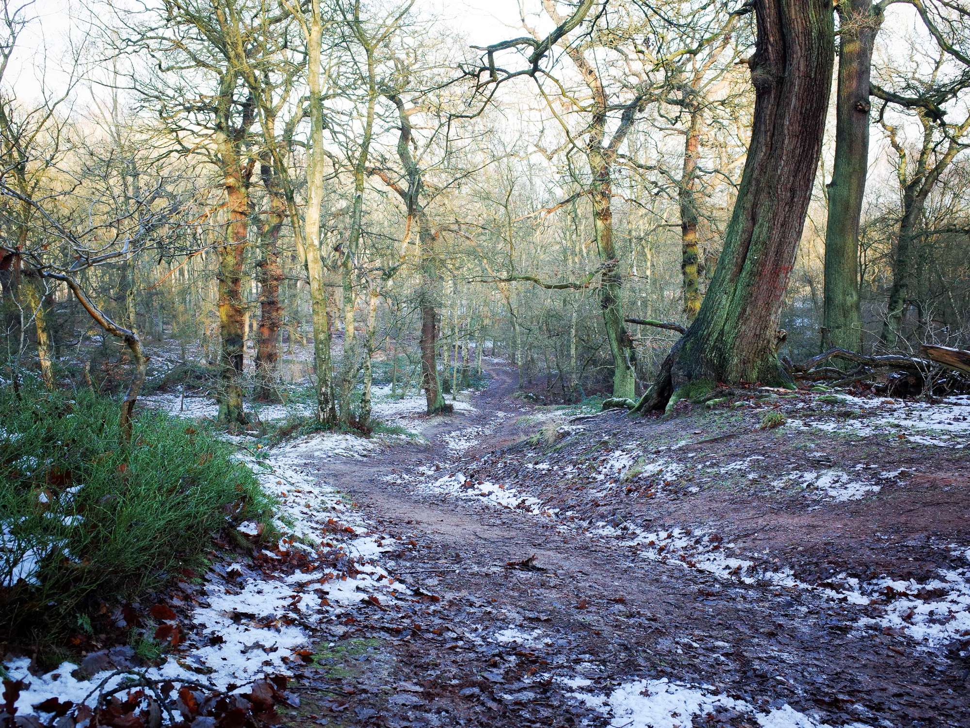 One of the paths we used to race down. It seems much less steep than I remember!