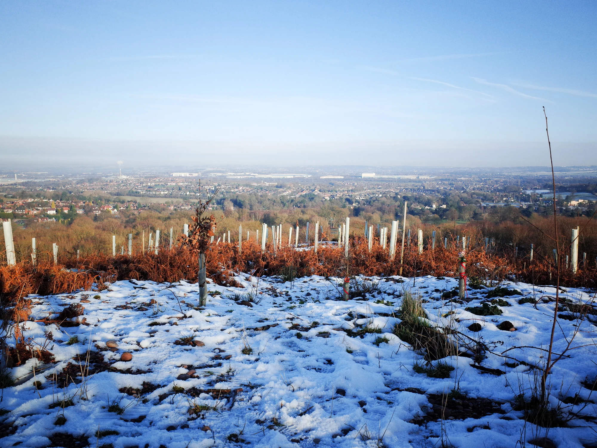 Part of the restoration project includes the planting of 10,000 Sessile Oak trees. This hill has a great panoramic view of North Staffordshire.