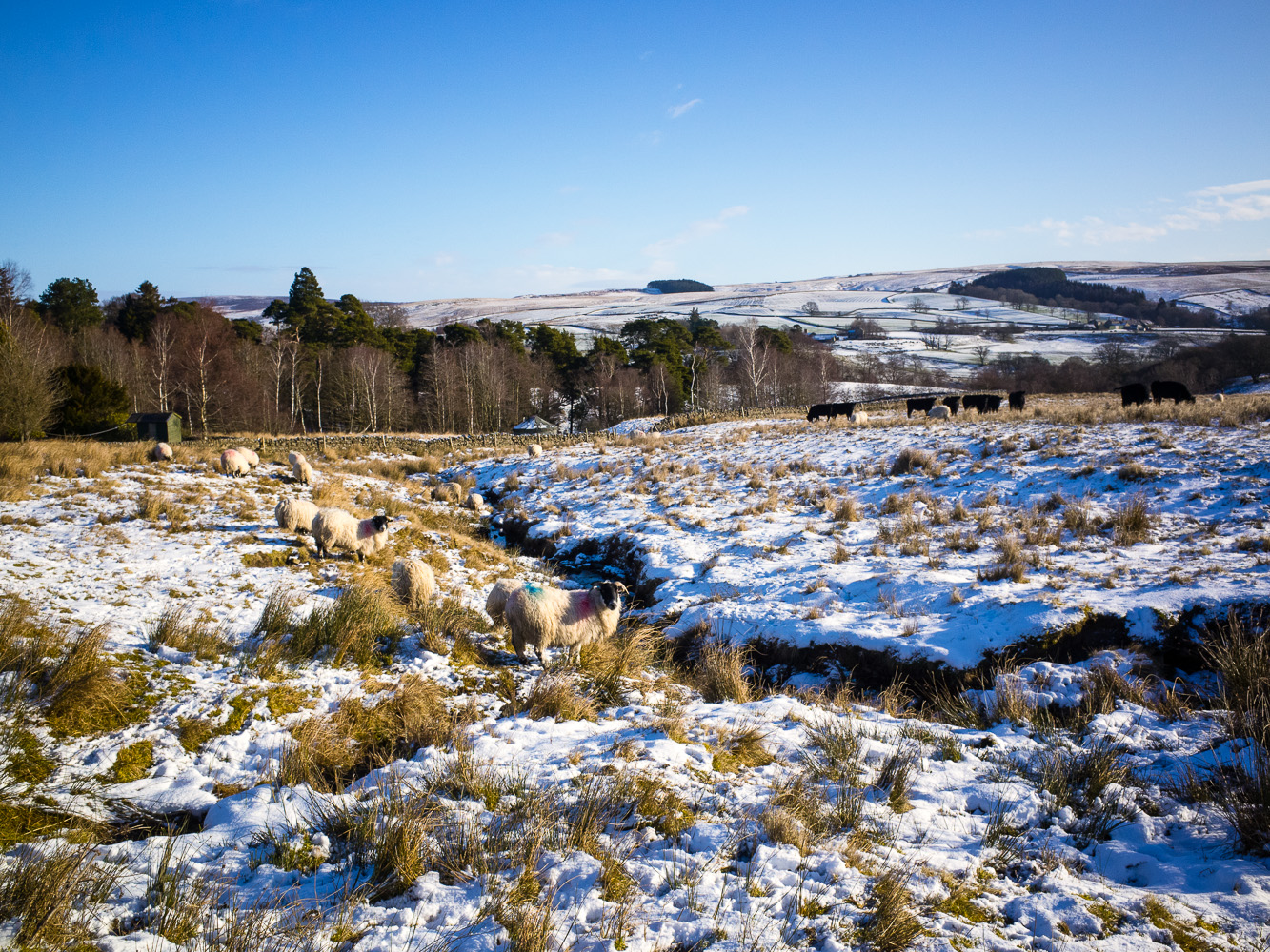 Livestock in the field next to the site. You can see a peak of one of the other yurts behind the stone wall in the background.