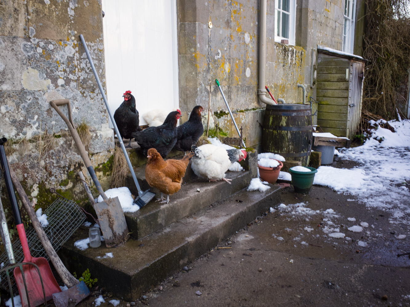I don't think the residential chickens were too fond of the snow.