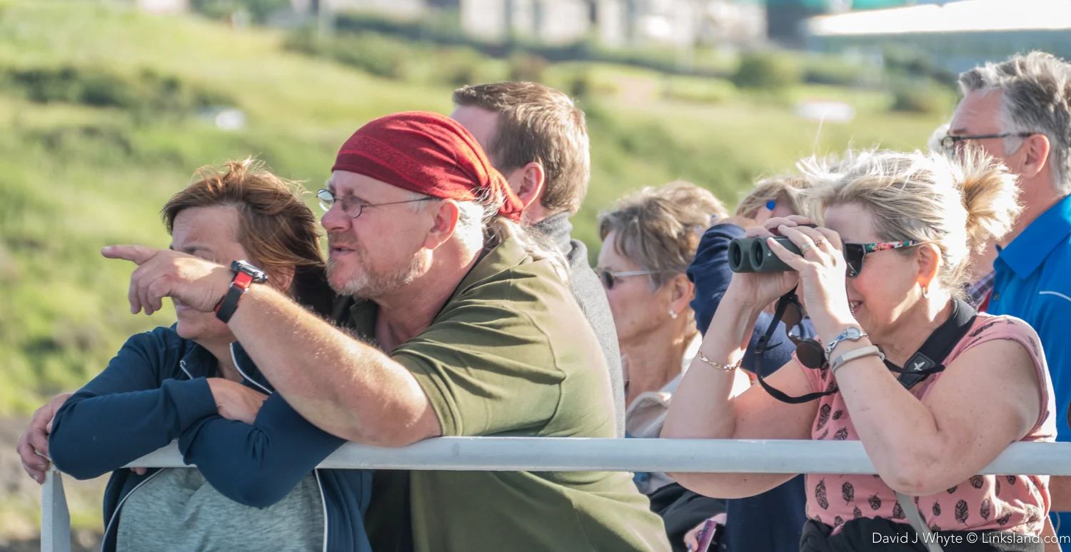 Dolphins Ahoy! A fond farewell from Aberdeen's local dolphin pod.