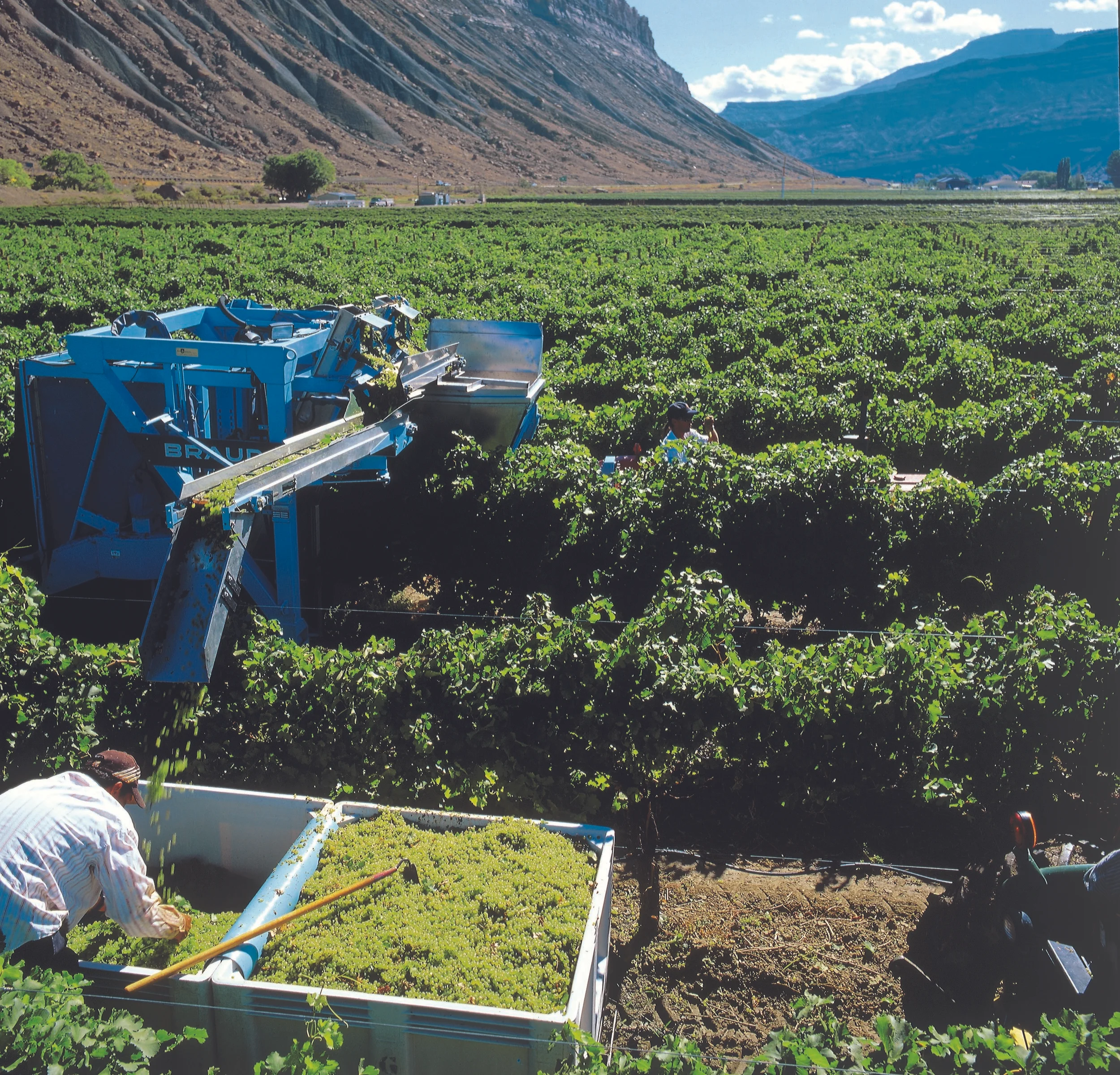 Grapes galore at Grand Junction, Colorado