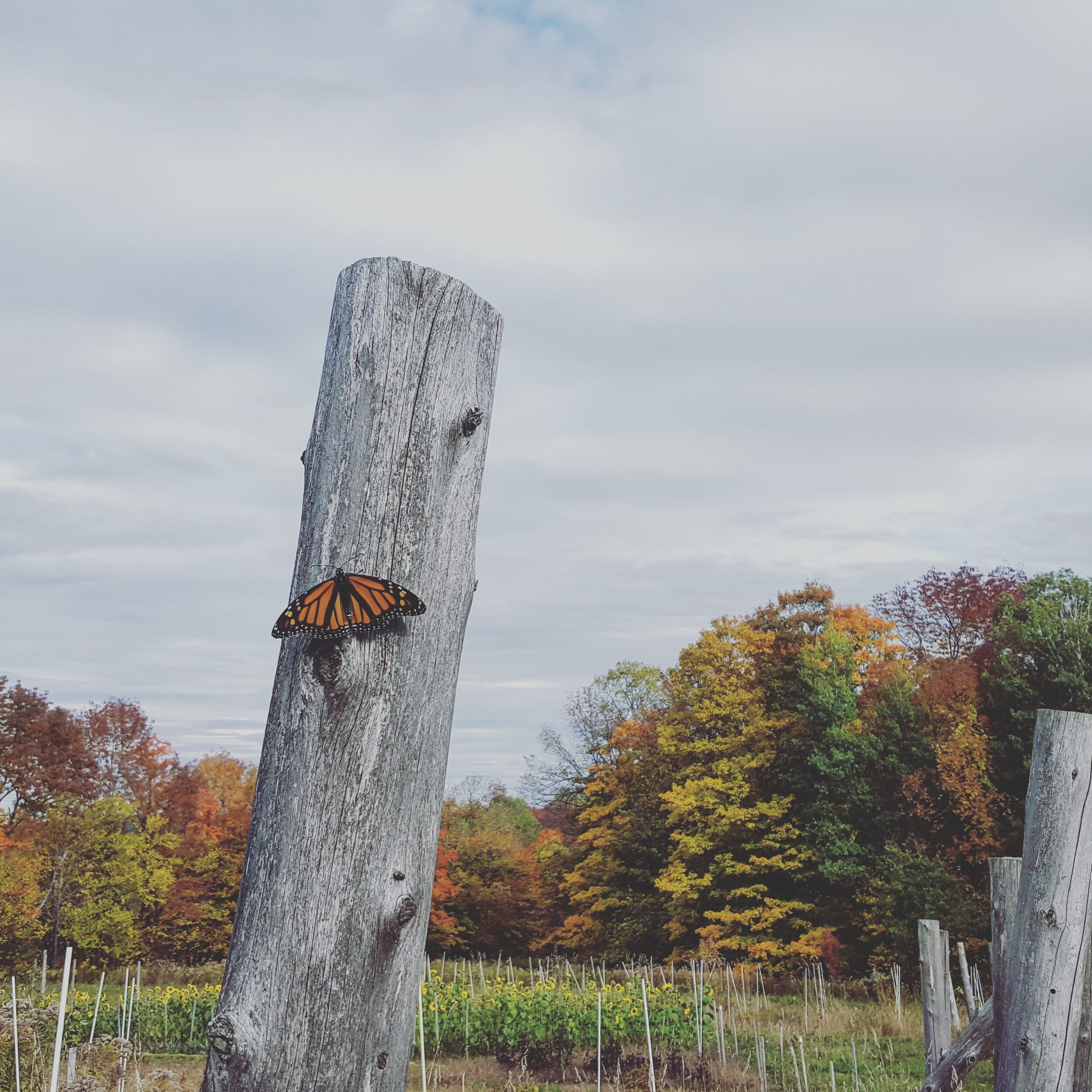 monarch in homefarm vineyard.jpg