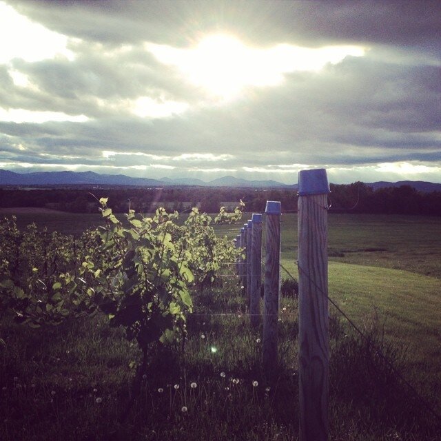 vergennes vineyard.jpg