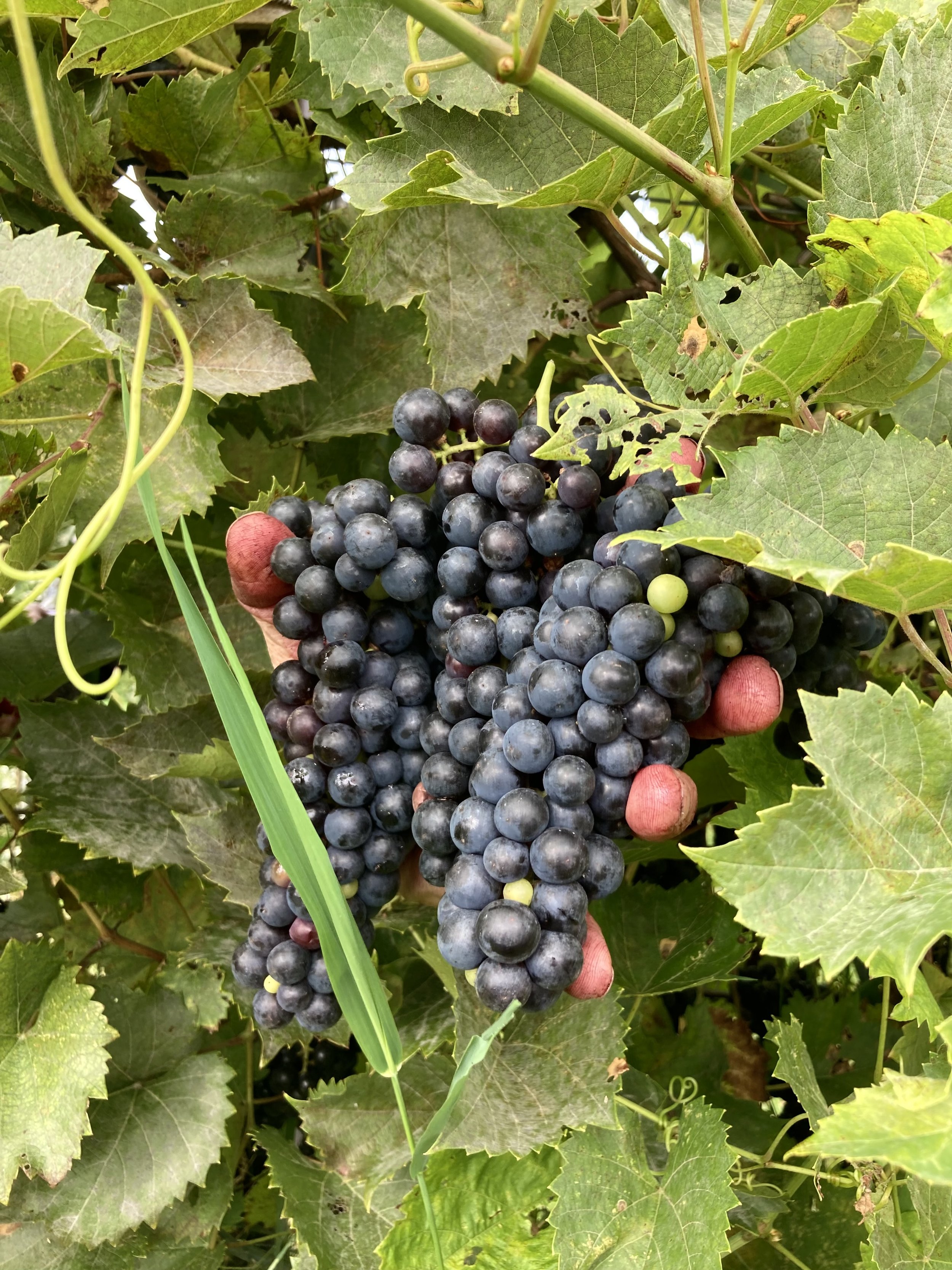 marquette in vines harvest 2023.jpg