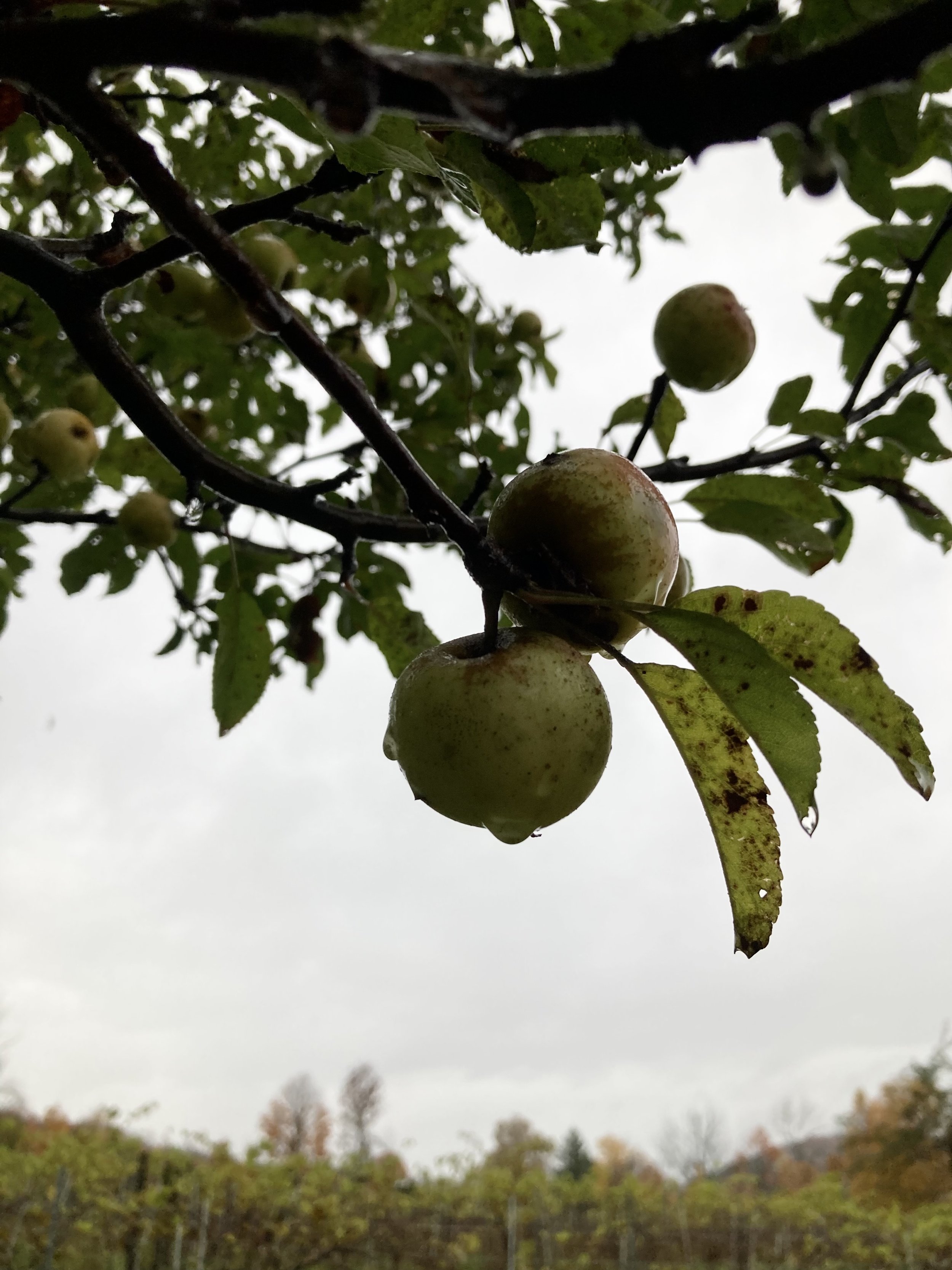 apples in rain 2023 harvest.jpg