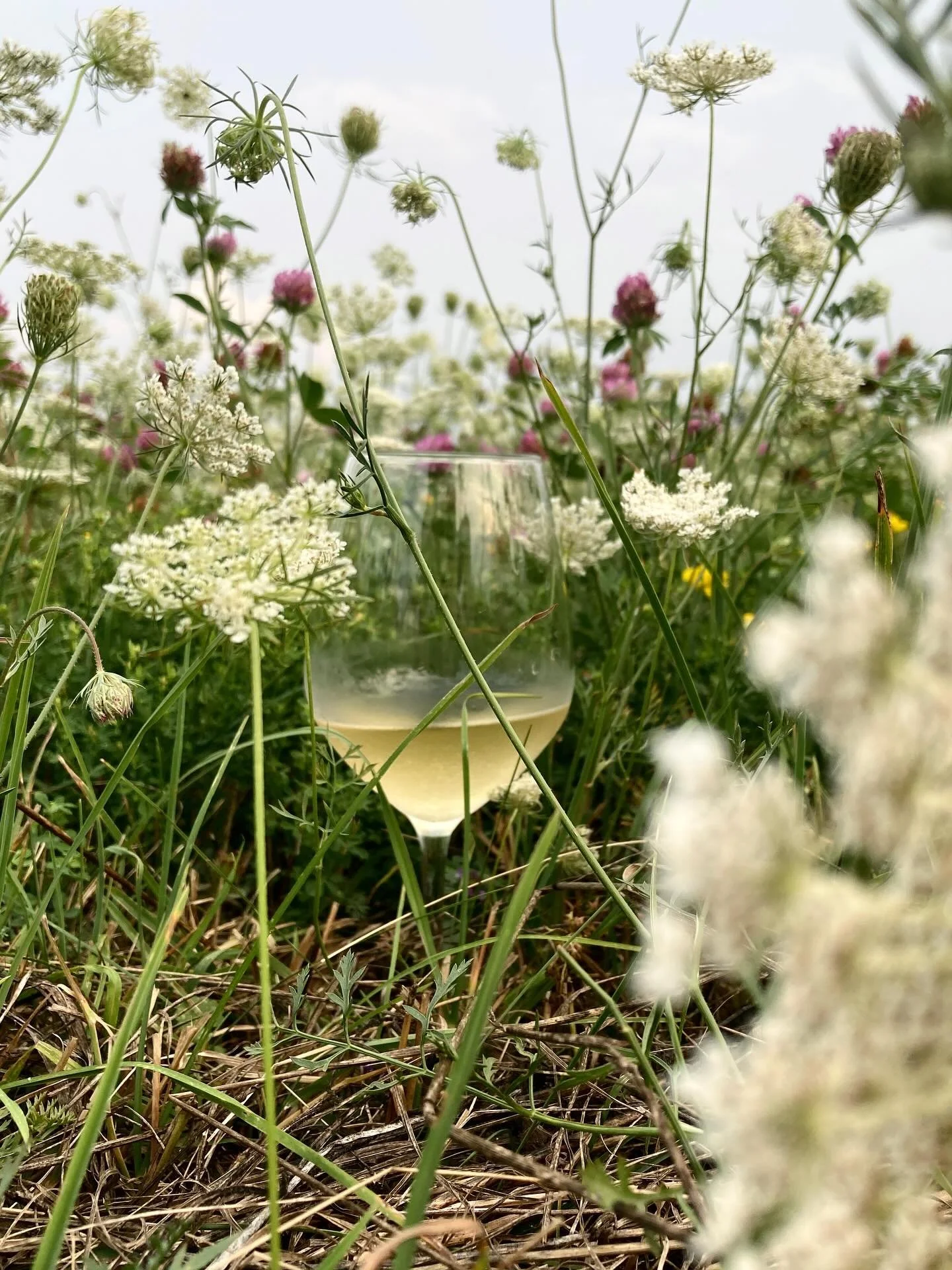 Honeysuckle and limestone come to mind. Clover and Queen Anne&rsquo;s lace. That flower got its name because apparently the historic Queen Anne was in the midst of some embroidery and pricked her finger. A drop of her blood fell and beaded on the lac