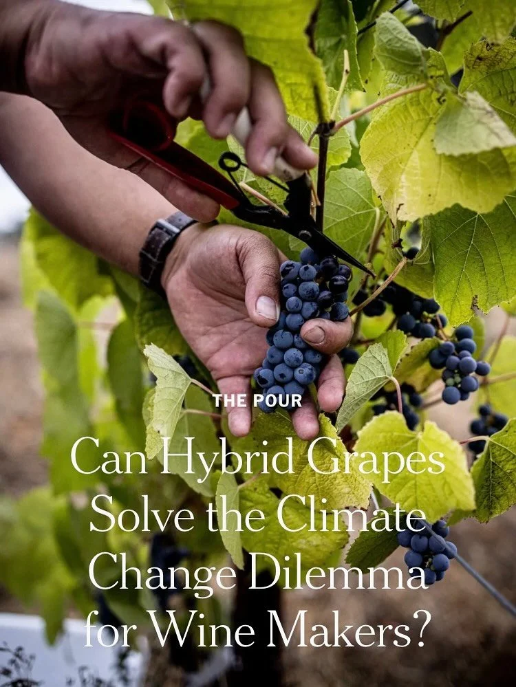 Two articles have landed that beautifully illustrate the energy brewing in places that admire, respect, understand and have fallen in love, or fallen in love again, with hybrid vines and the wines they make. Resistant, resilient, forgotten, American,