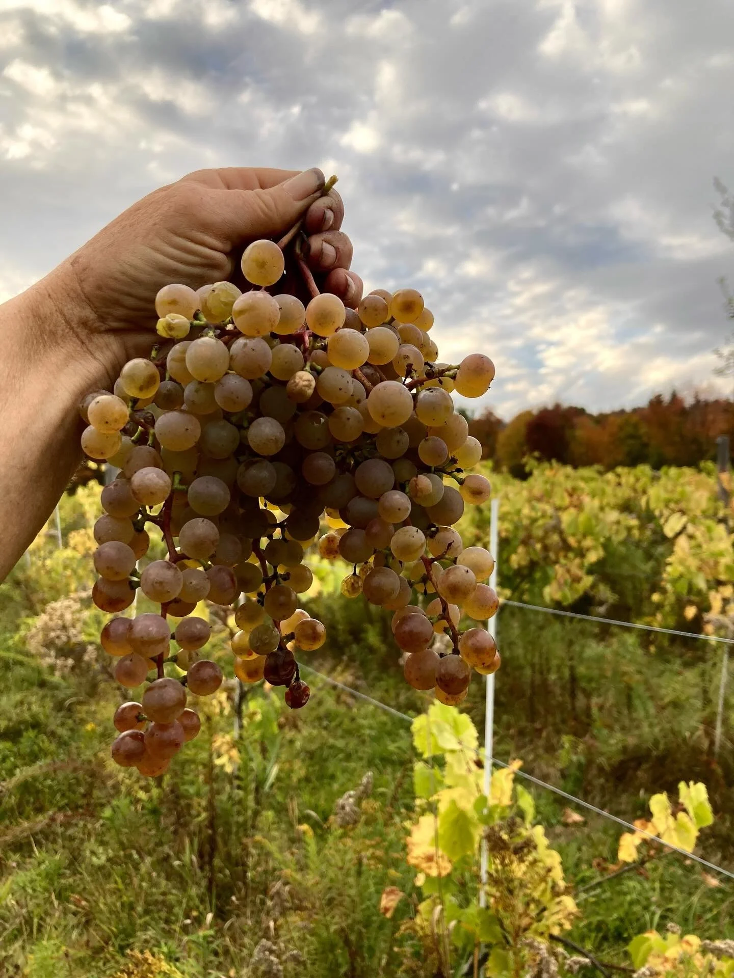 It&rsquo;s been two weeks, or more than two weeks since I posted anything about harvest. I&rsquo;ve lost track of time. Last night I dreamt of making a film about the press. Quick cuts of juice and hands, scooping destemmed fruit into buckets, pourin