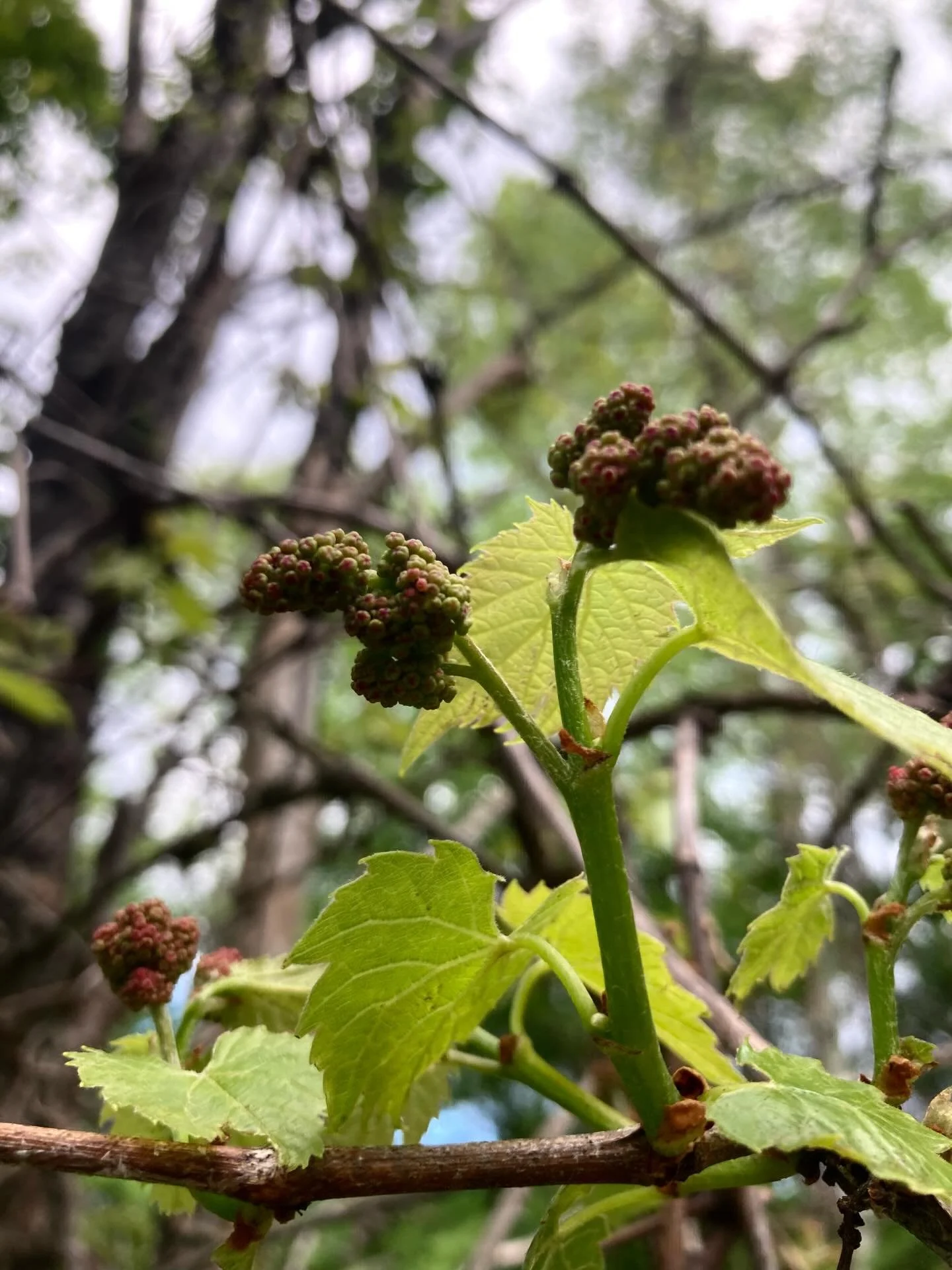 We enjoyed a lot of visitors at the winery over the past several days. On Monday our Vermont distributor @artisanalcellars and their team joined us. Beginning beside the wild Riparia vine by the stream and ending around the table, we spent the day ta