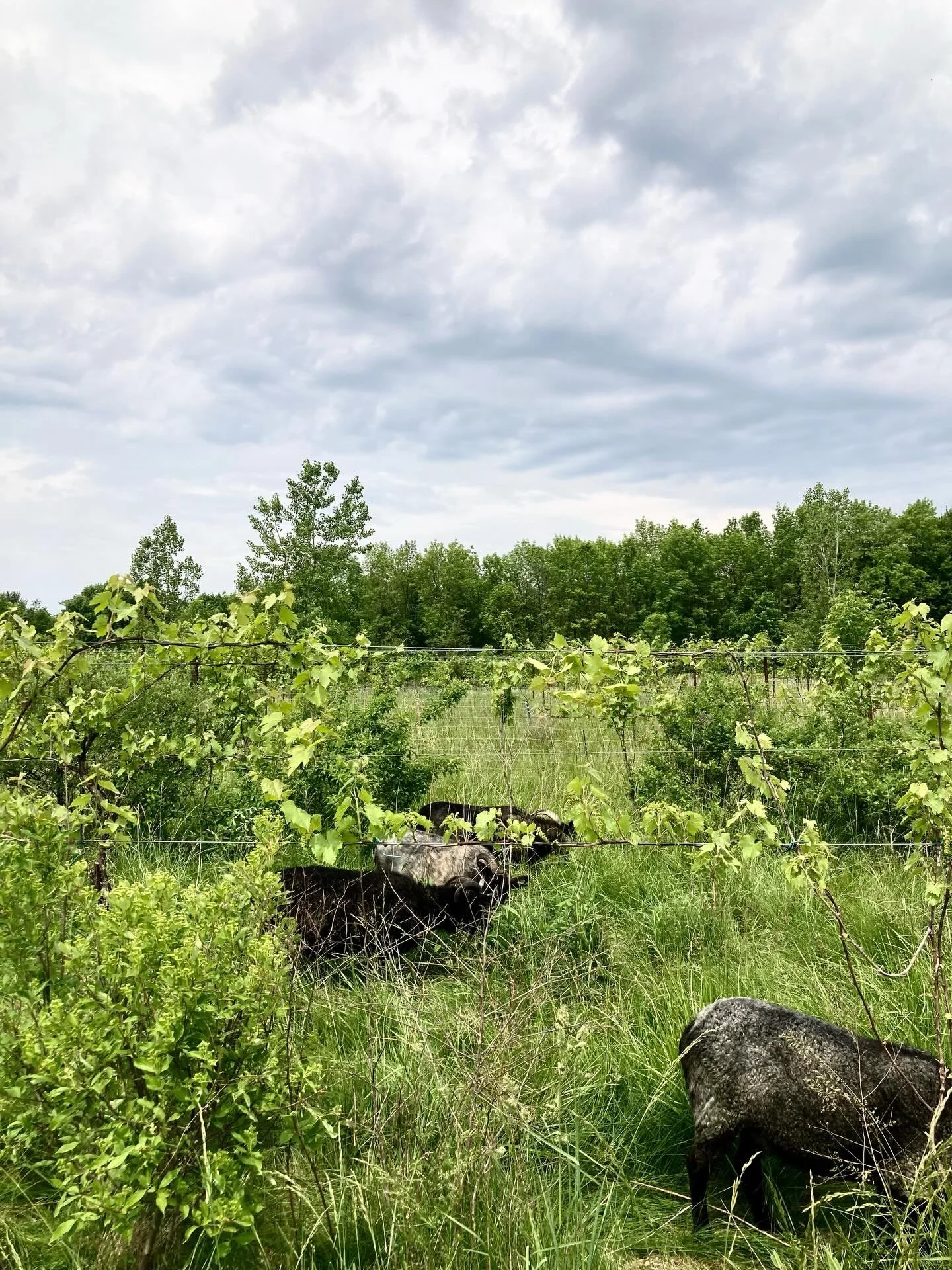 Every morning the rows look slightly different.Shoots lengthen. Tendrils reach. The canopy begins to close around the season.

Ribbon grass and bedstraw and clover beneath the vines. Wild rose about to bloom. Elements and nettle and horsetail teas cr