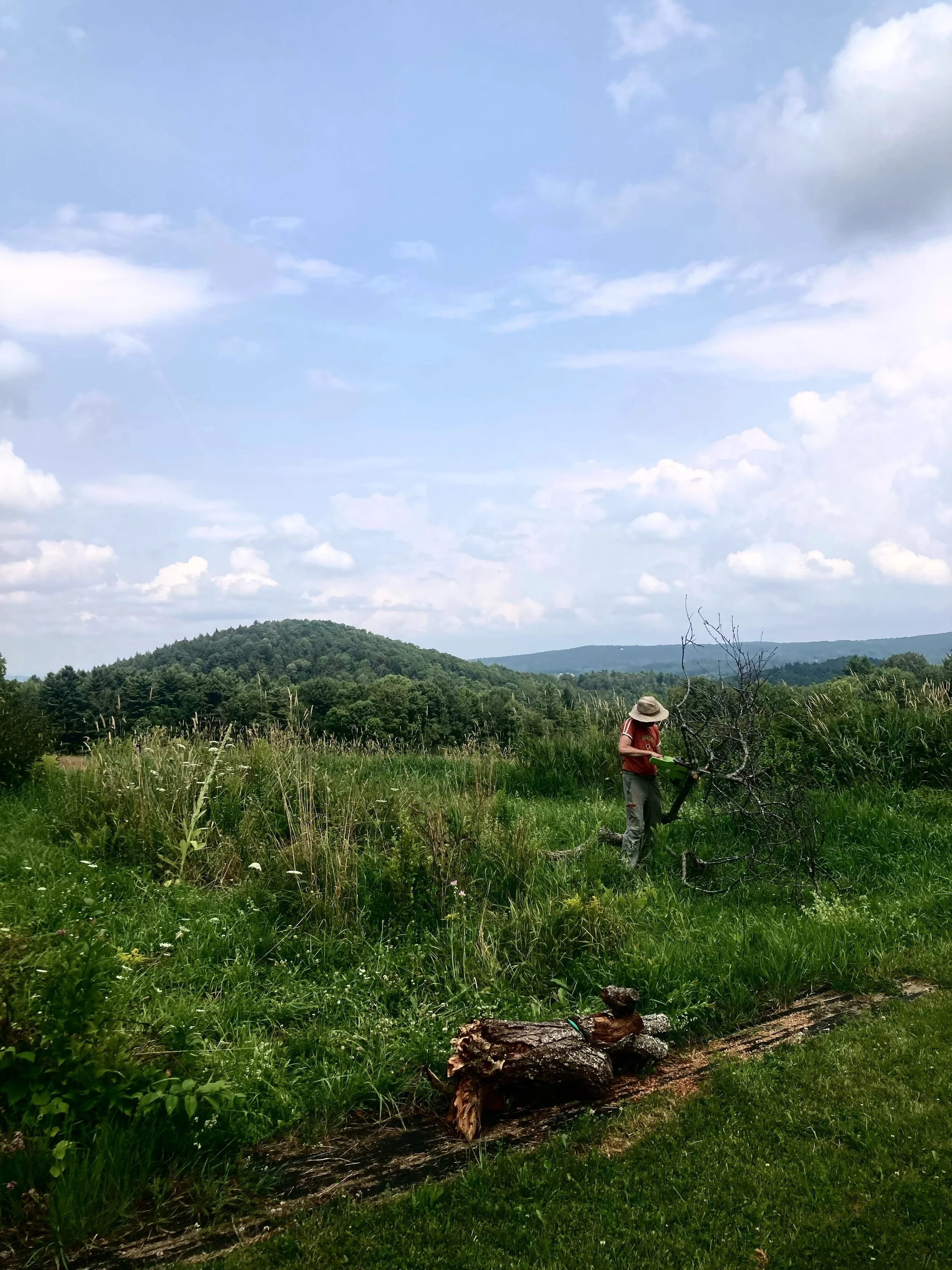 There are gardens that are planted. And there are gardens that are remembered. And there are garden&rsquo;s that are inherited. I inherited this garden below from my younger self. 

It&rsquo;s lain quietly beneath years of meadow and self-sown seeds.