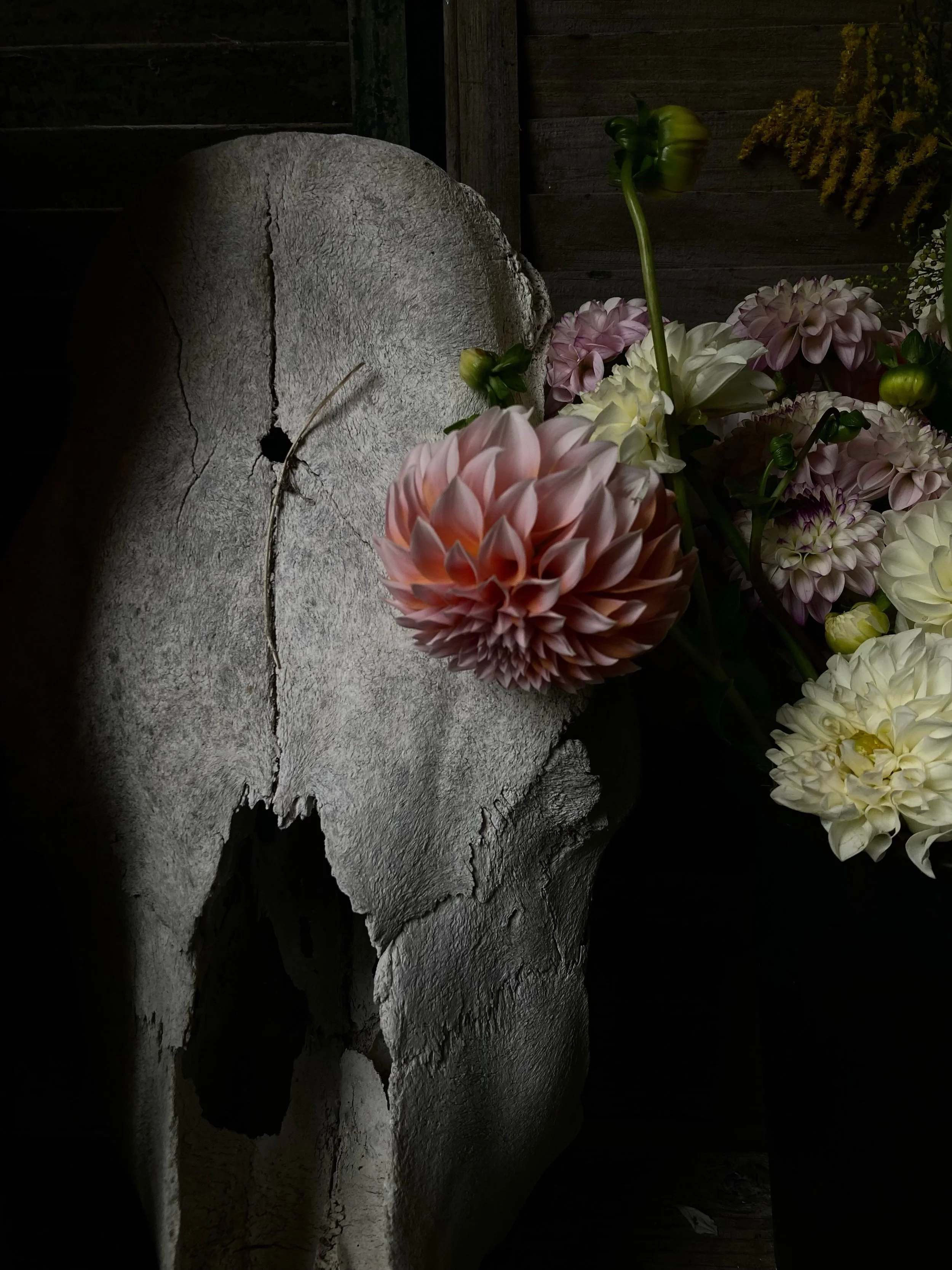 Cow bone and dahlias. Goldenrod from the field. A neighbor&rsquo;s wedding flowers from the weekend before at the seaside, traveled and on honeymoon. Bread coming out of the oven, coffee at the bar, bottles opened, the long table waiting under the tr
