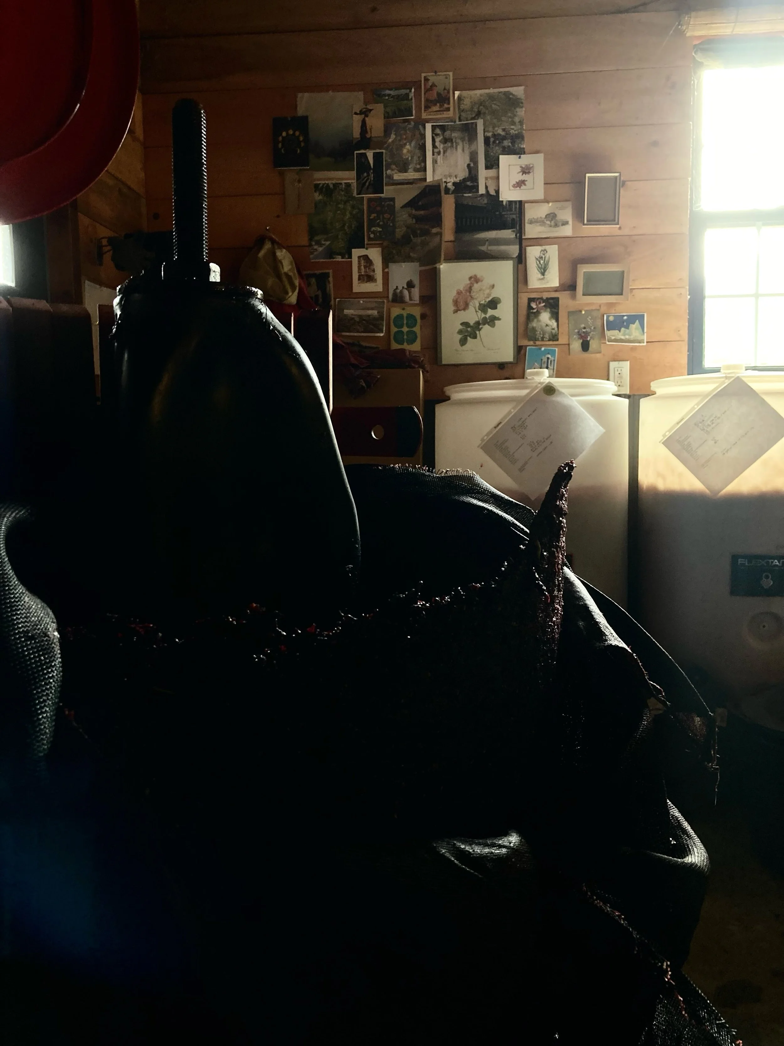 I went quiet here because harvest began.

Since the first fruit came in on September 8, our days have been moving back and forth between the Champlain Valley and Barnard: picking, weighing the fruit in the vineyard, loading the truck at the end of th