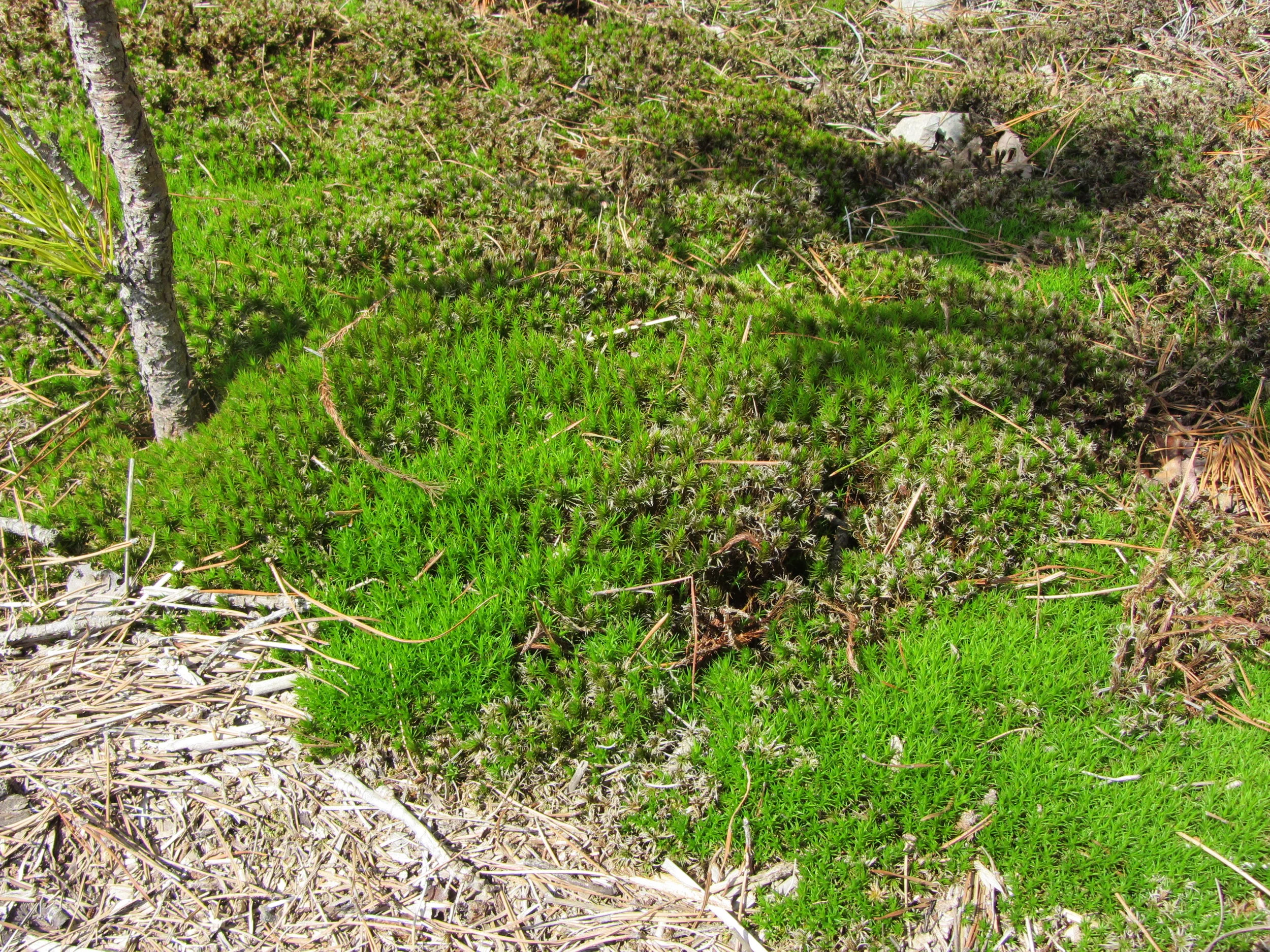 Polytrichum sp. - 3.JPG