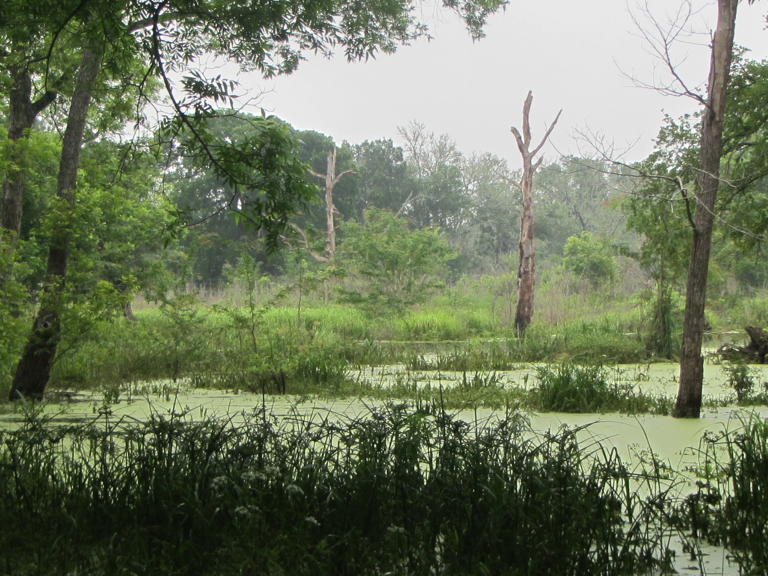 Vascular Plant Field Experience — TEXAS BRYOLOGY